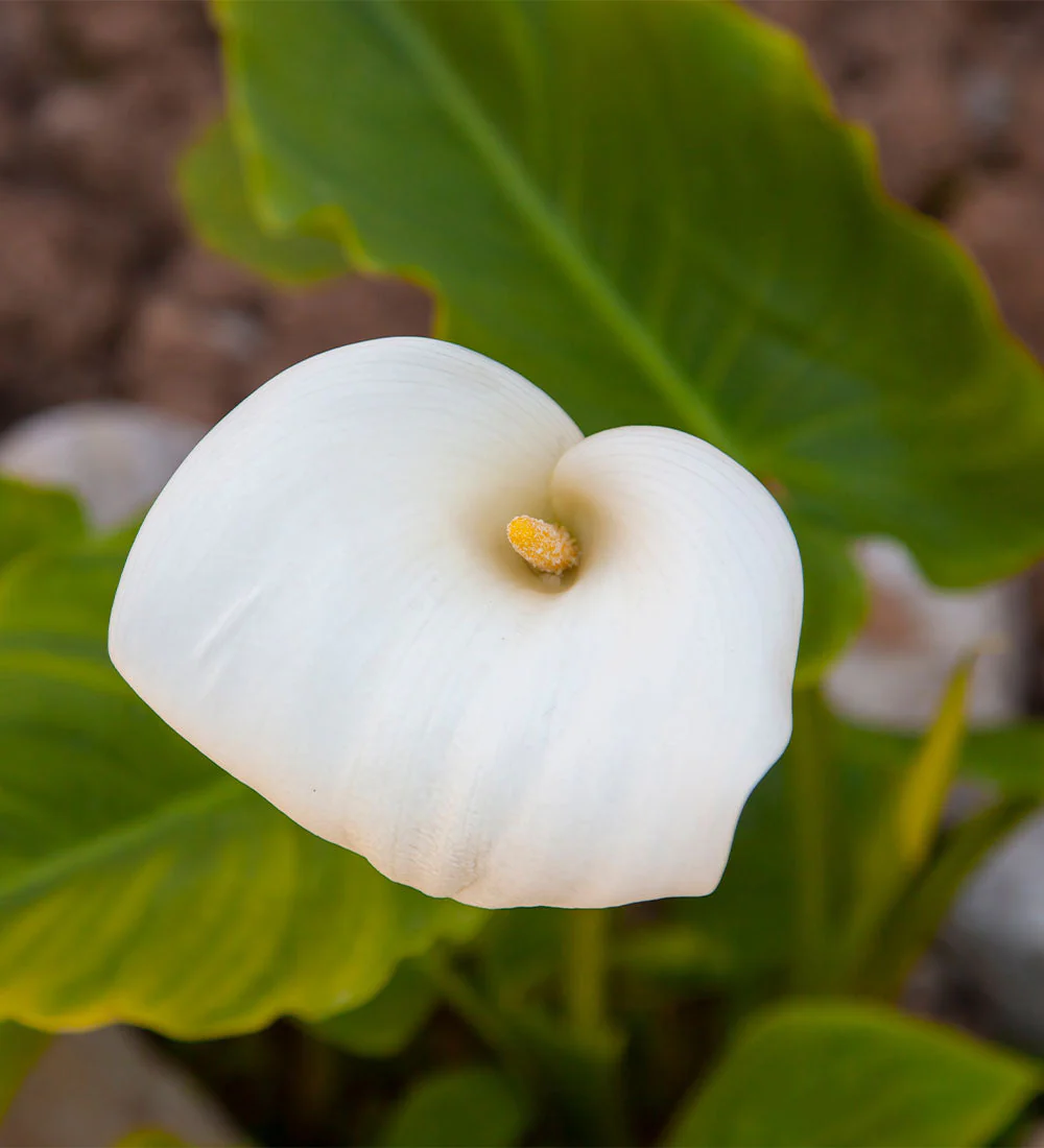 Calla Lily Bulbs - Image 2