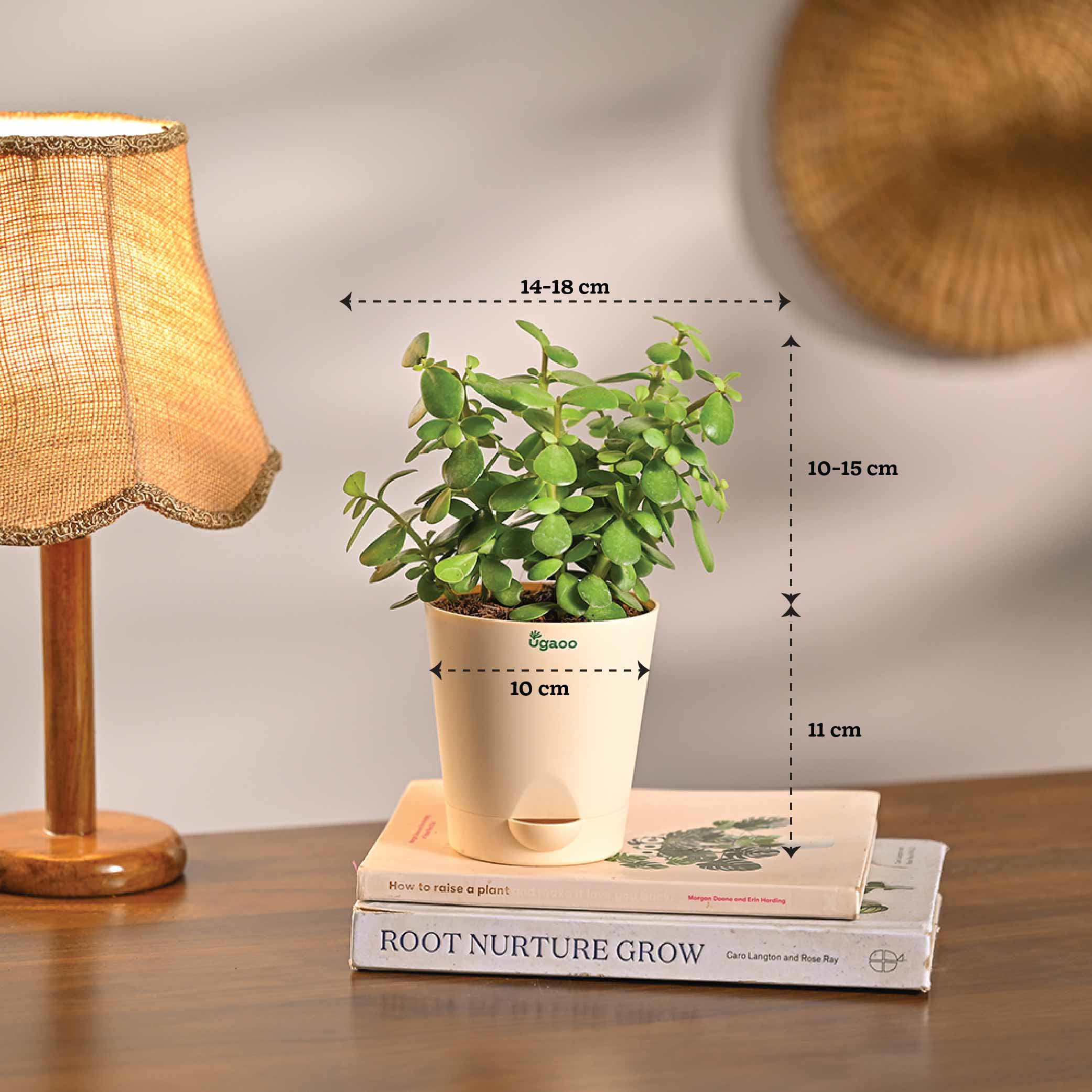 Set of 6 Summer Vibes Plant Bundle - Image 10