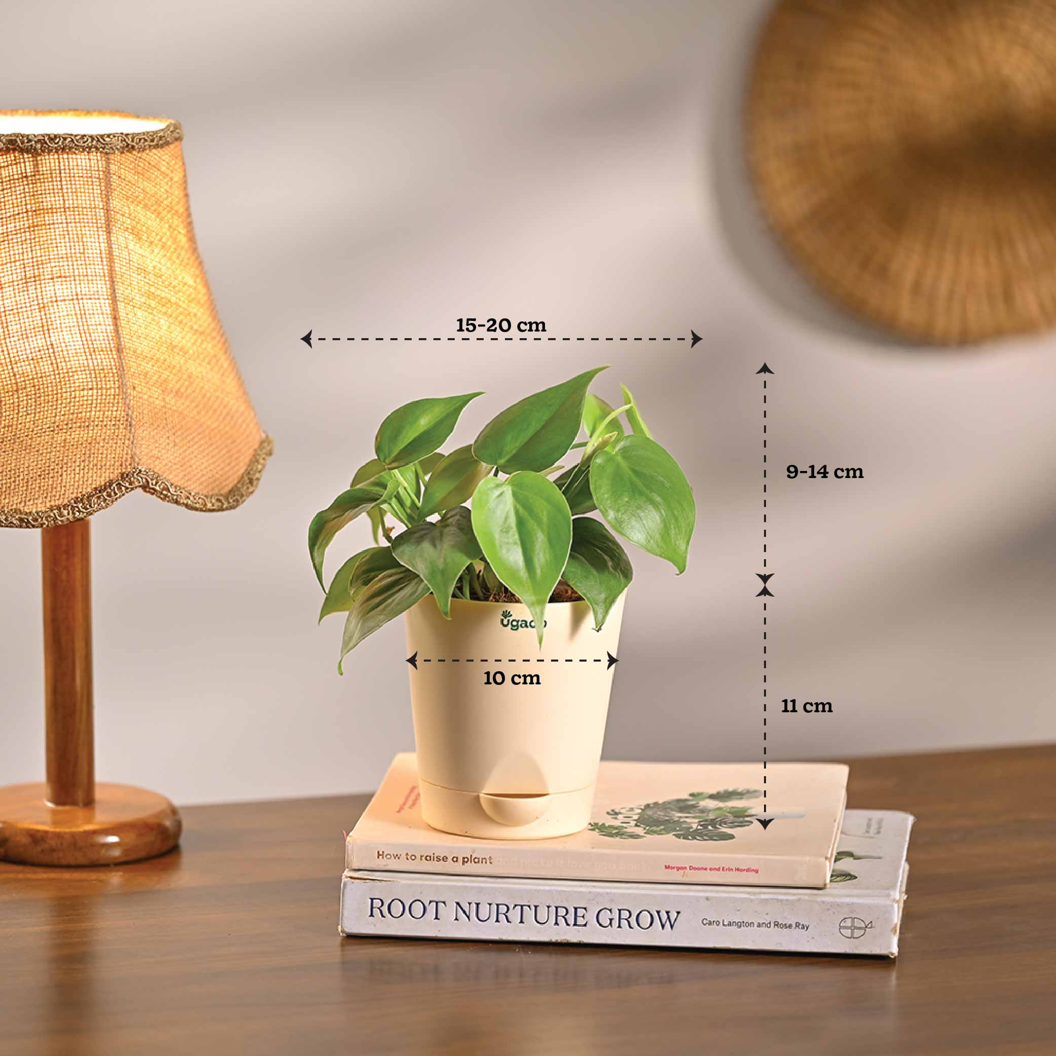 Set of 6 Summer Vibes Plant Bundle - Image 11