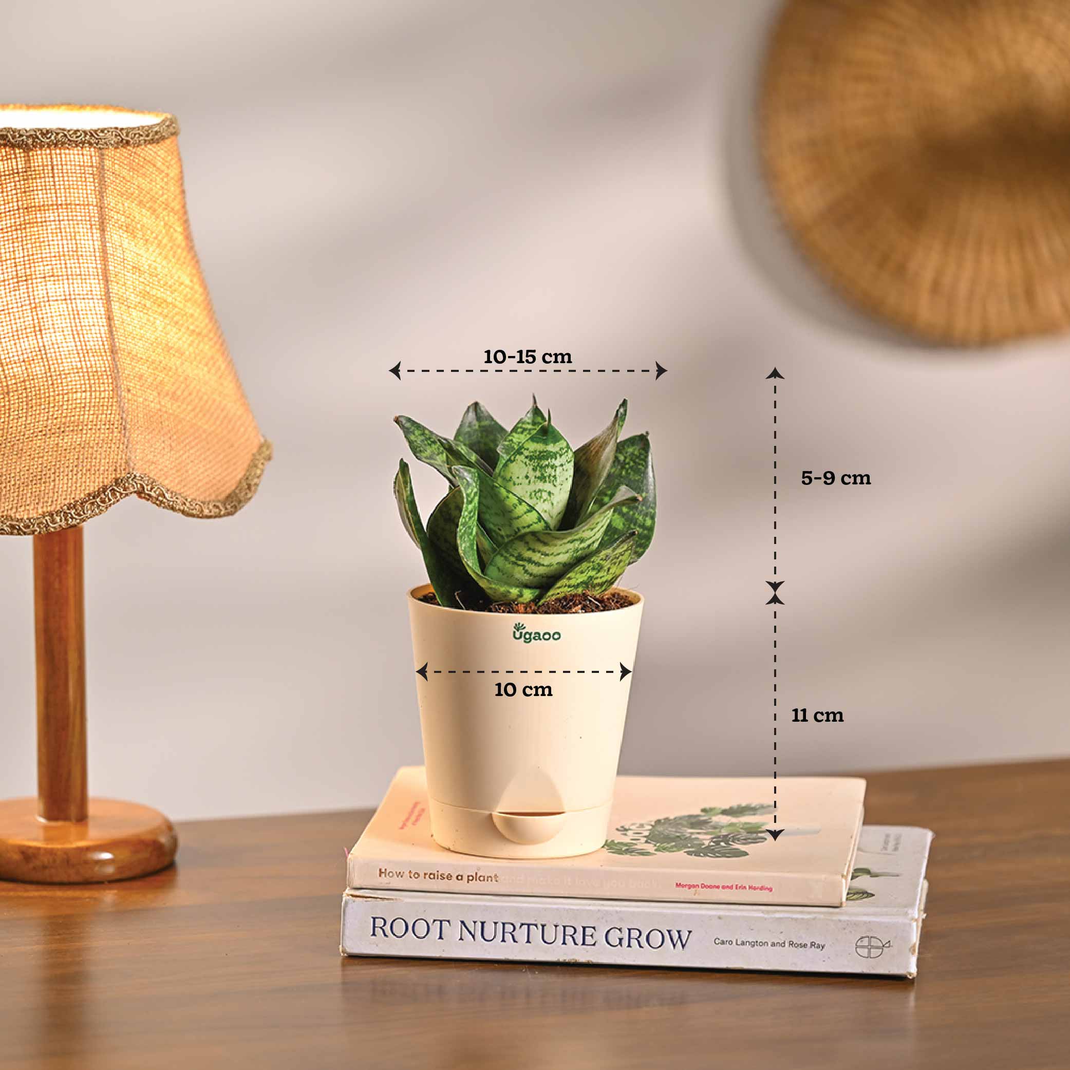 Set of 6 Summer Vibes Plant Bundle - Image 12