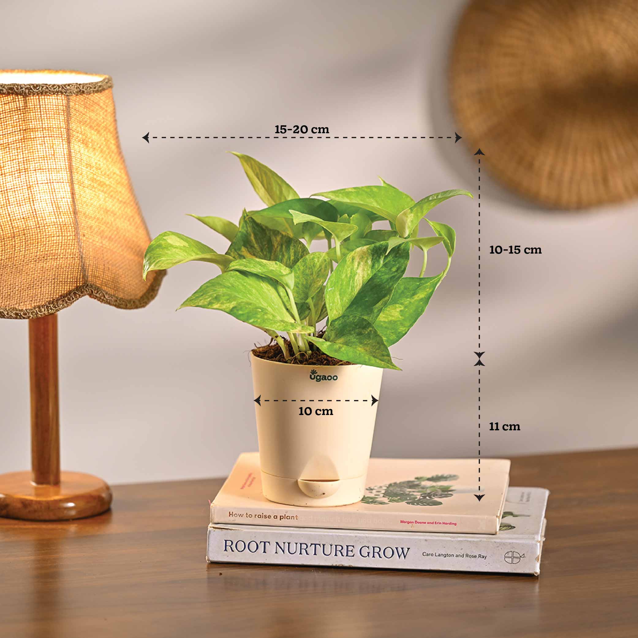 Set of 6 Summer Vibes Plant Bundle - Image 13
