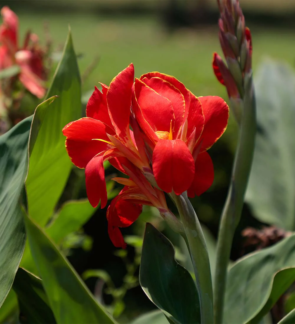 Canna Lily Bulbs - Image 2