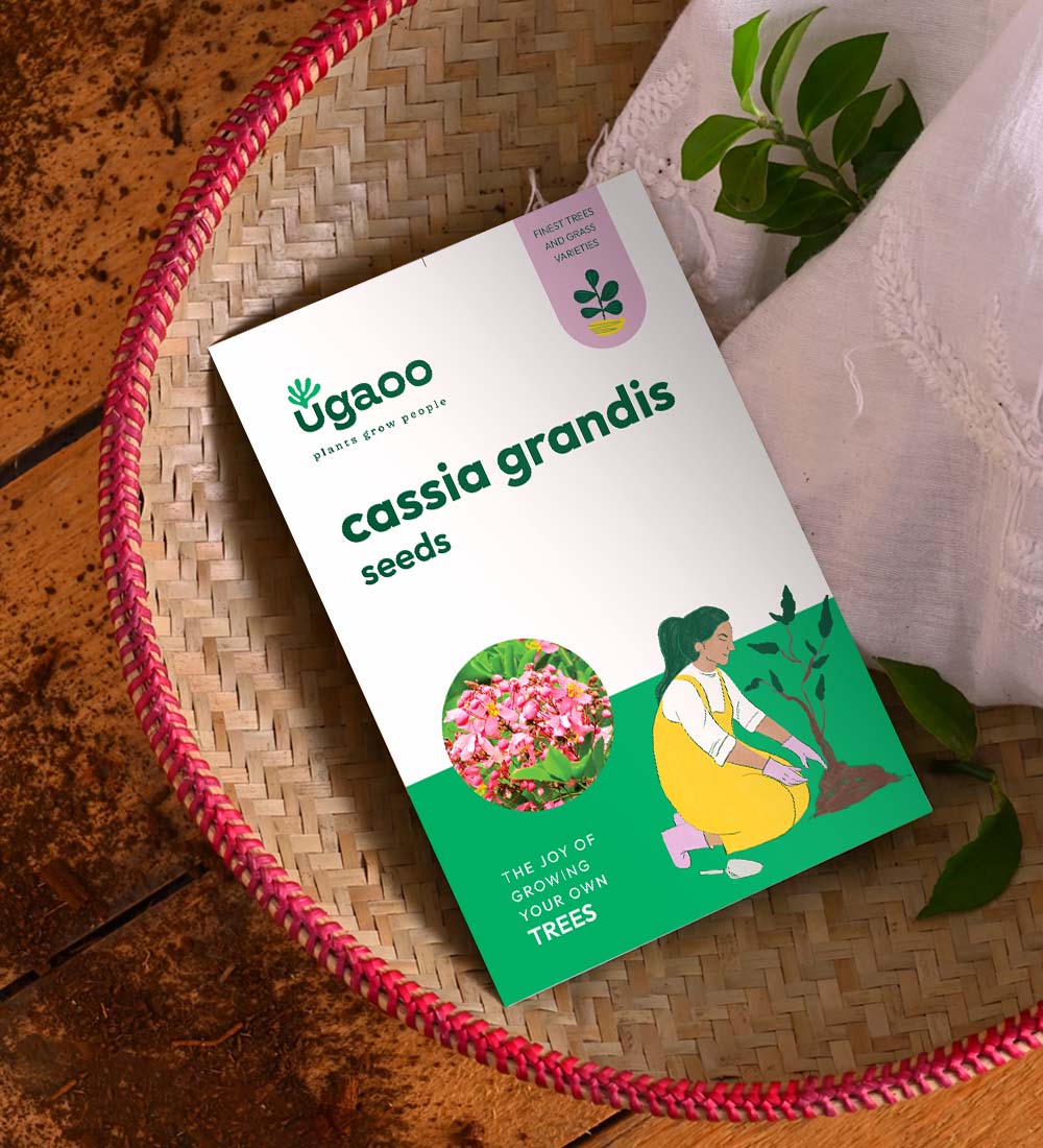 Cassia Grandis Seeds - 100 g - Image 2
