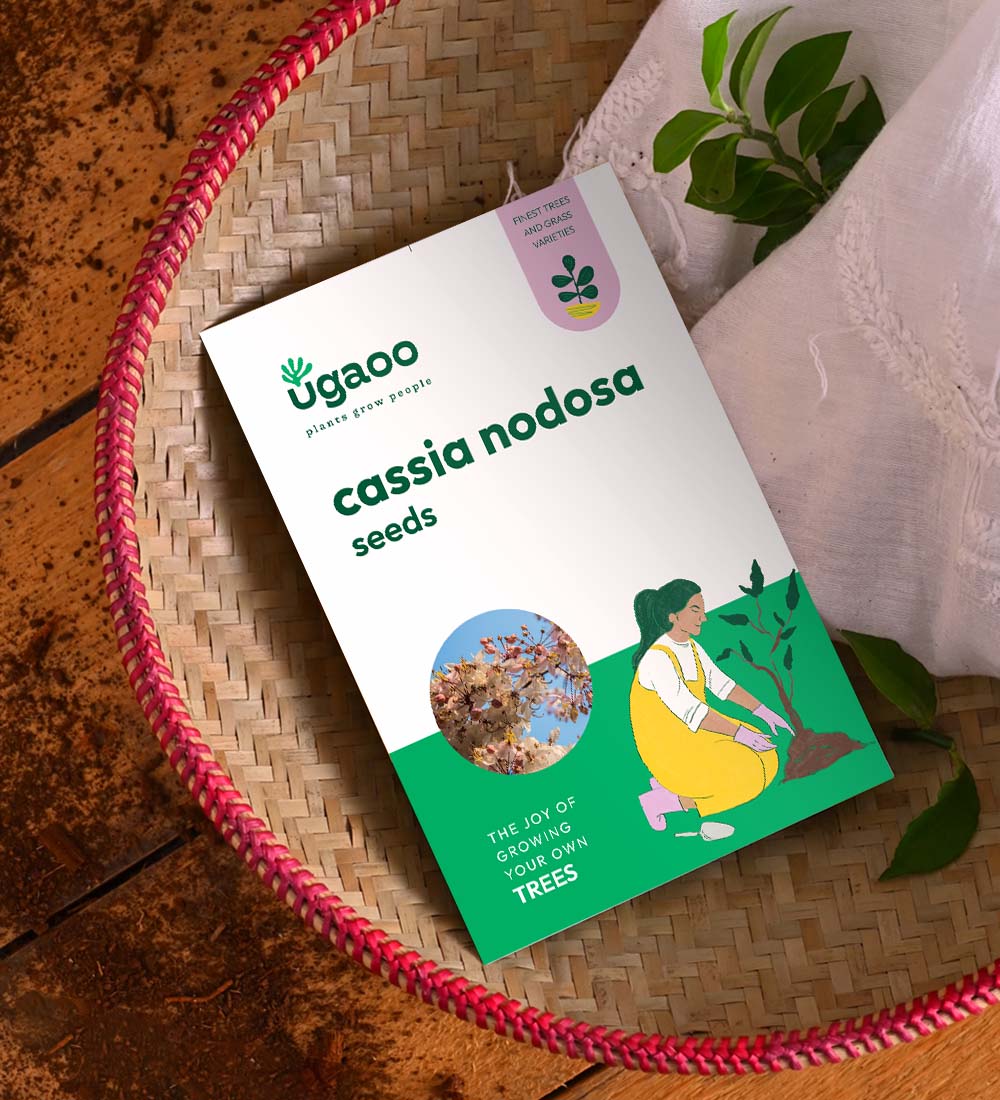 Cassia Nodosa Seeds - 100 g - Image 2