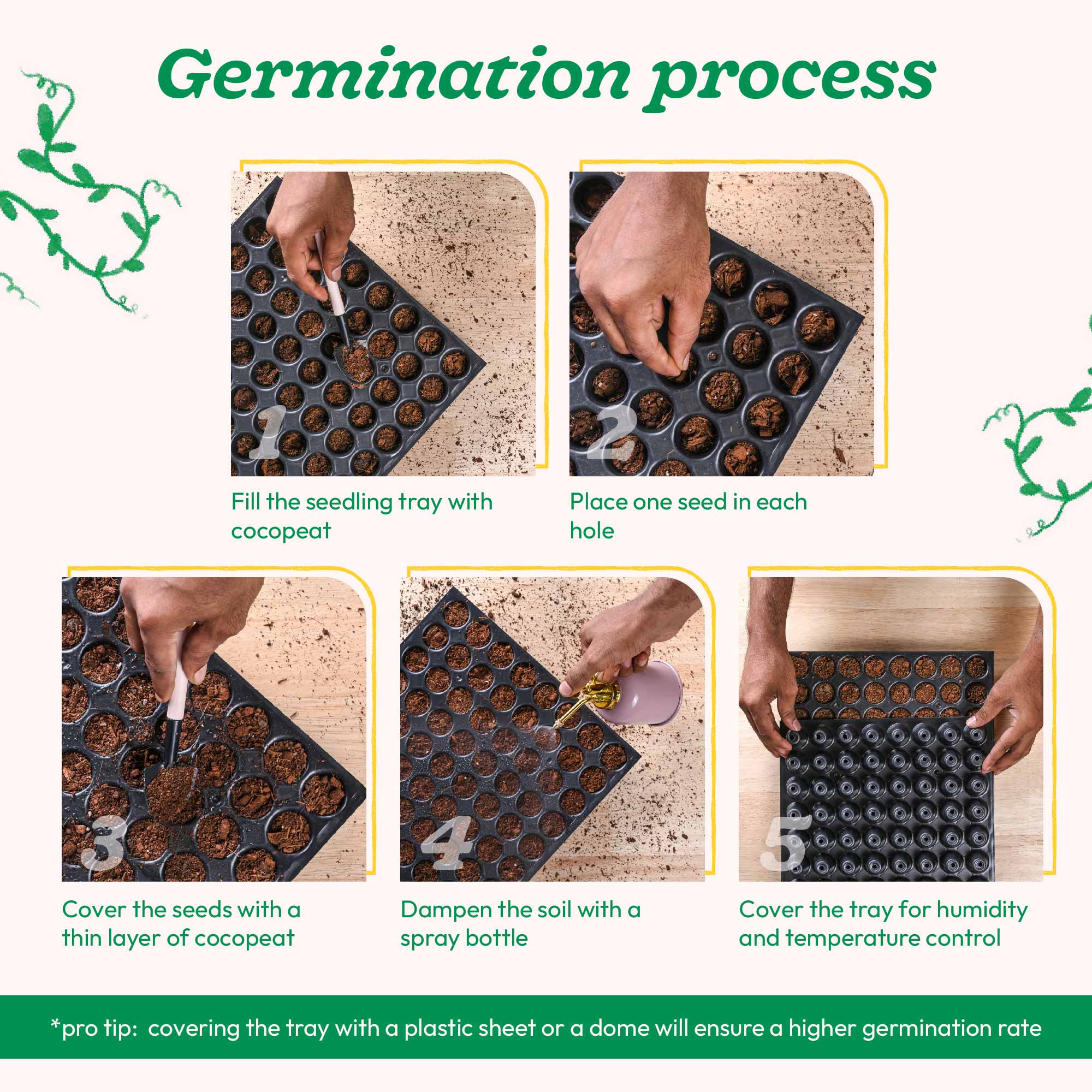 Cherry Tomato Seeds - Image 4