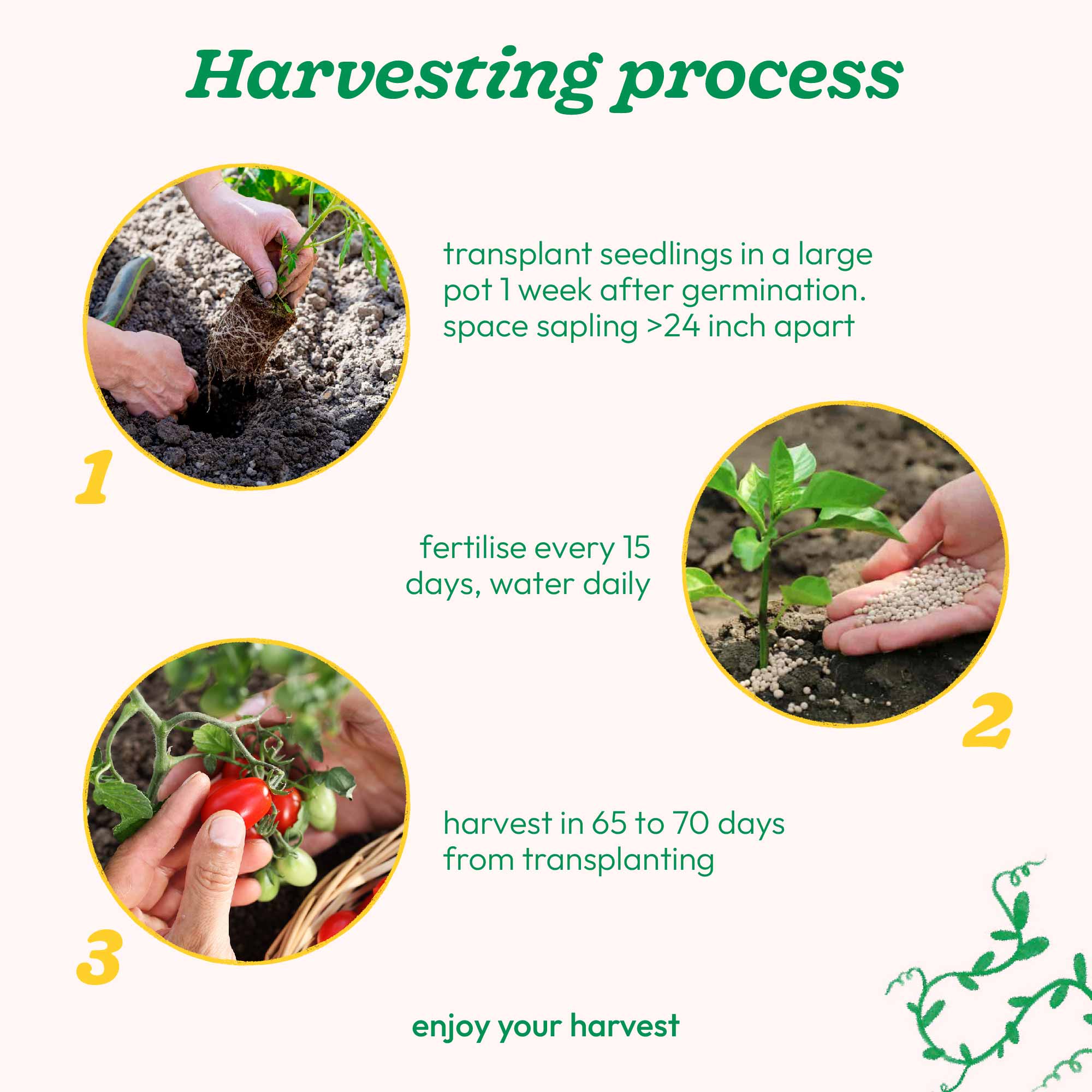 Cherry Tomato Seeds - Image 5