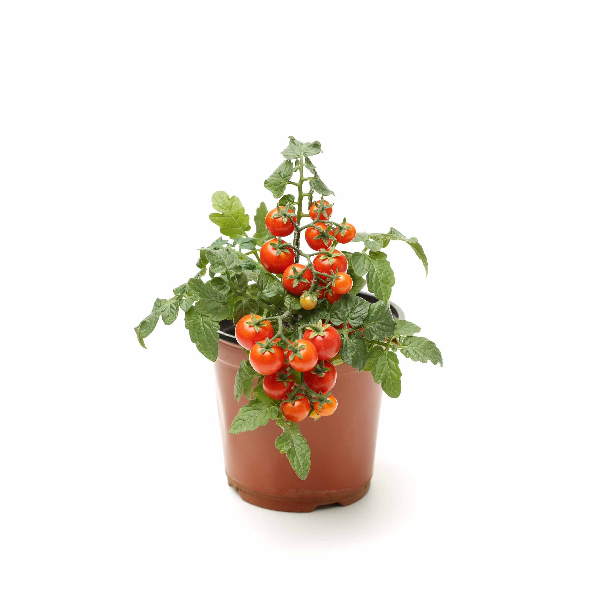 Cherry Tomato Seeds - Image 9