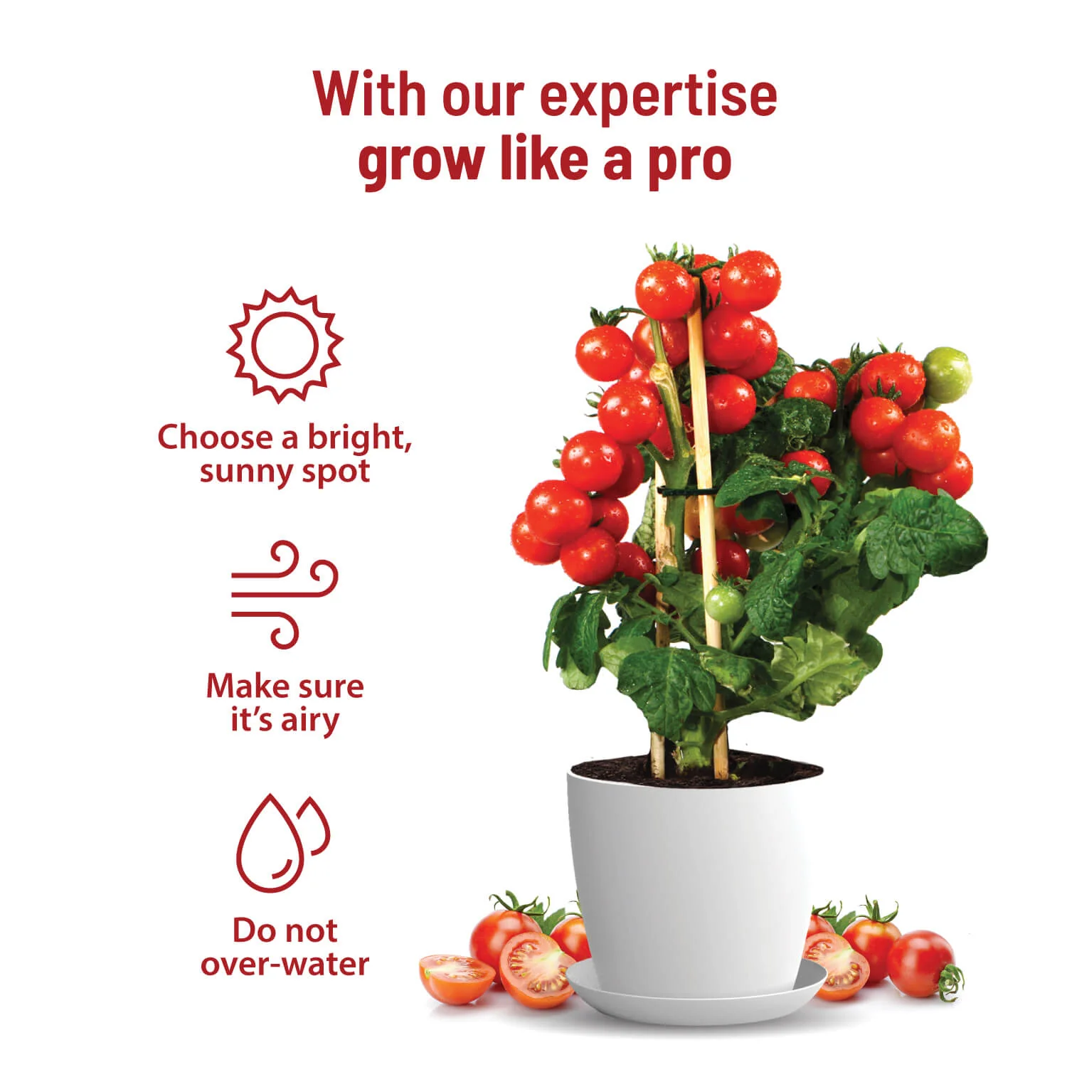 Cherry Tomato Grow Kit - Image 3