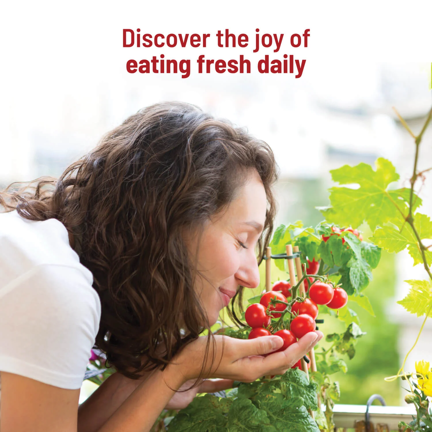 Cherry Tomato Grow Kit - Image 5