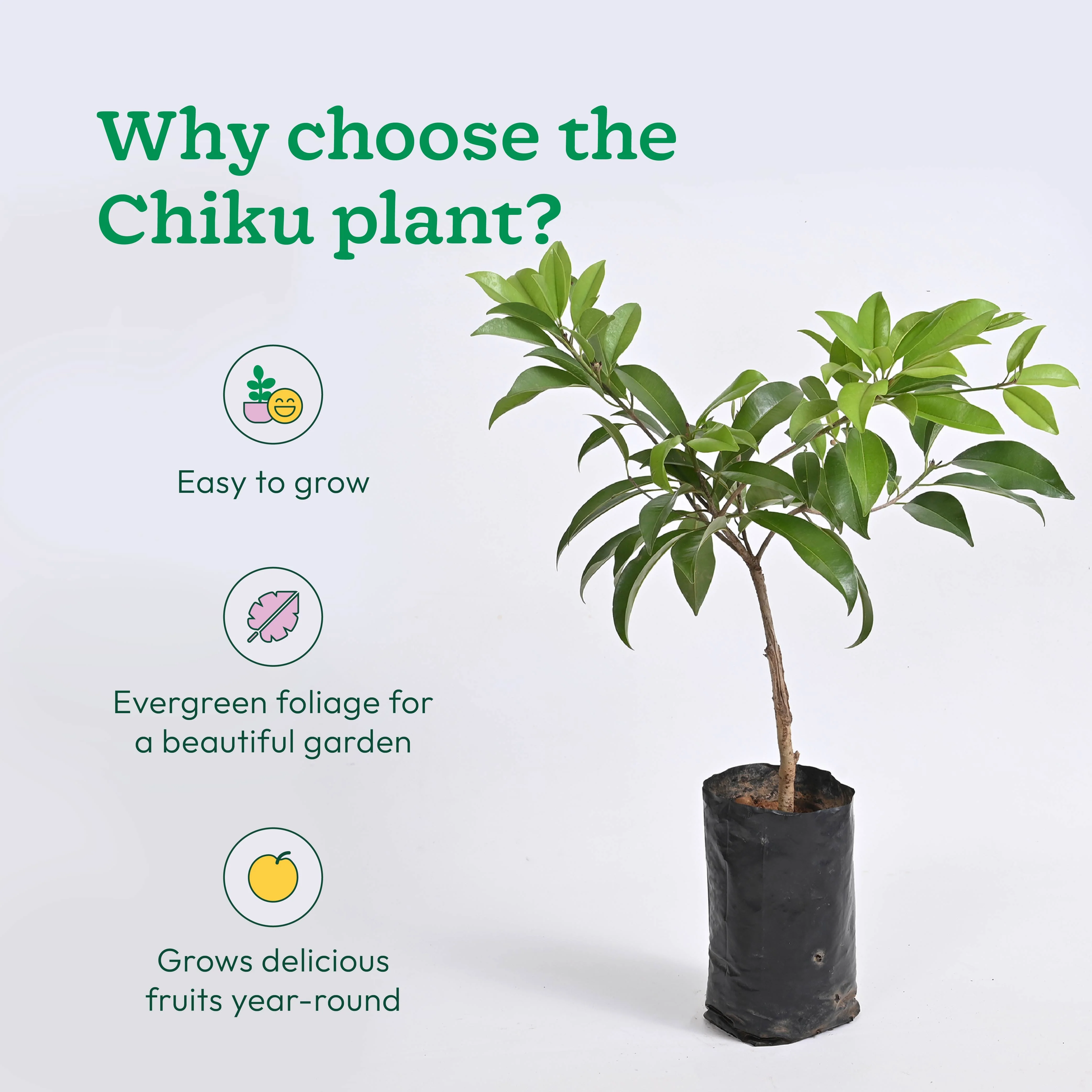 Chiku Plant with Grow Bag - Image 4