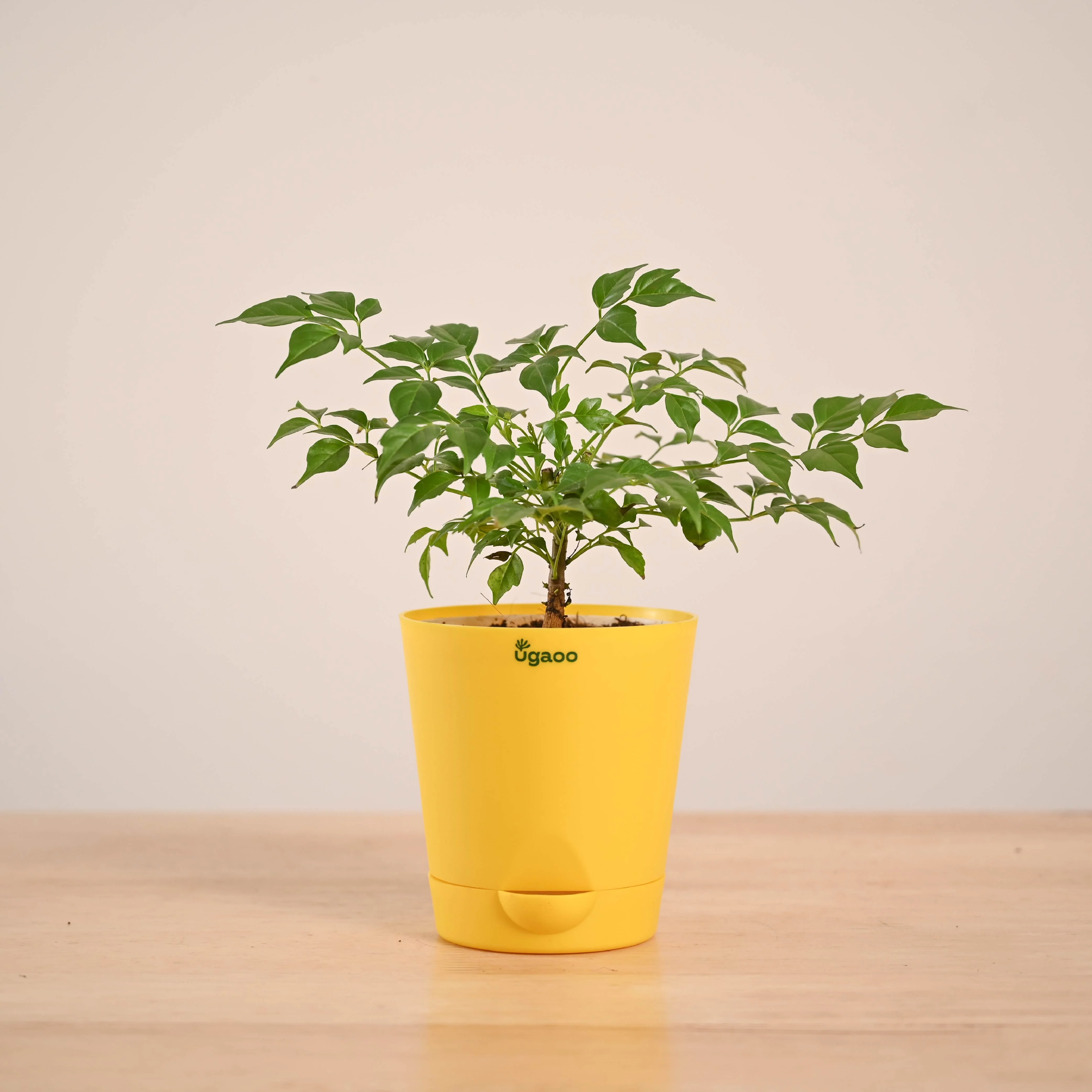 China Doll Plant (4 inch) - Image 14