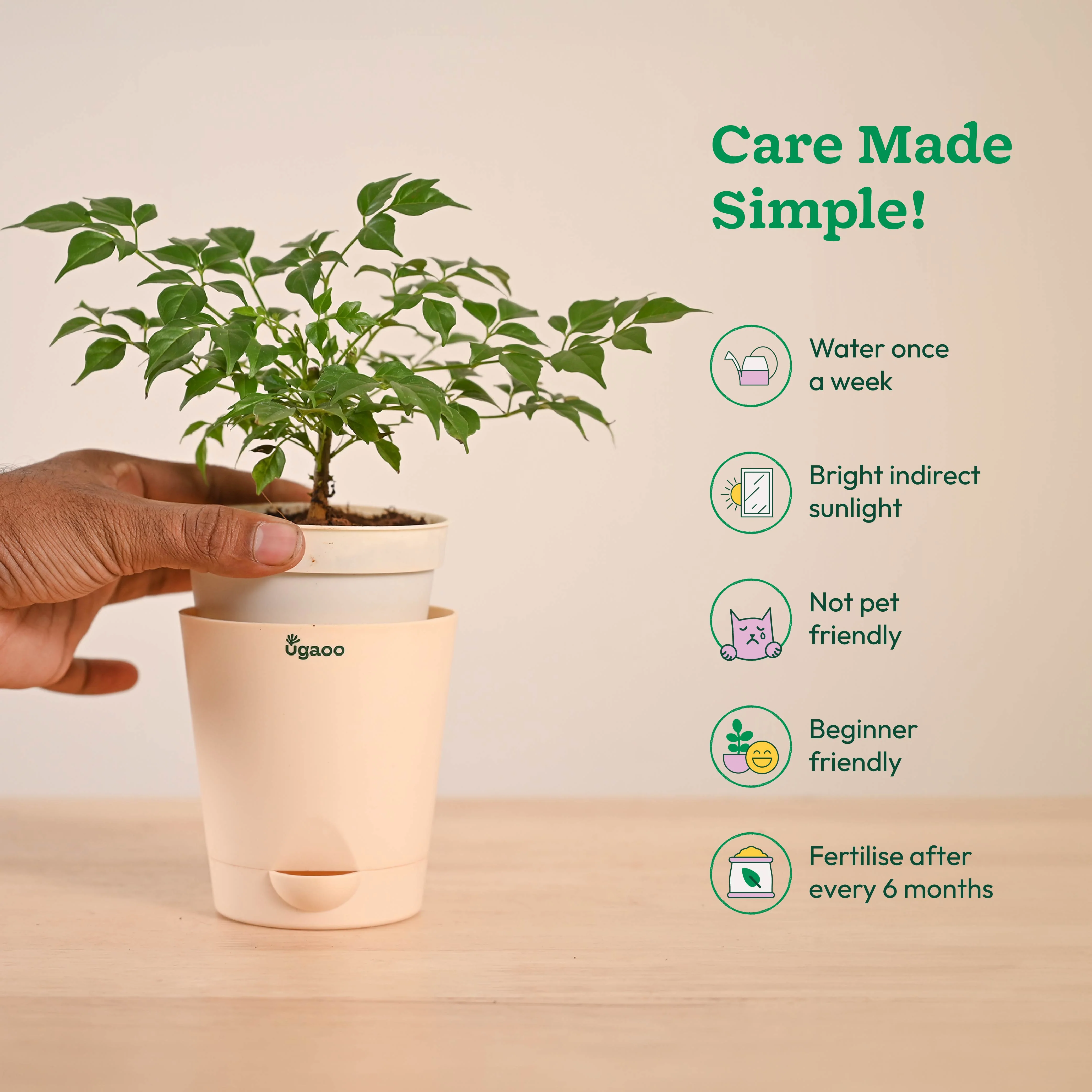 China Doll Plant (4 inch) - Image 16