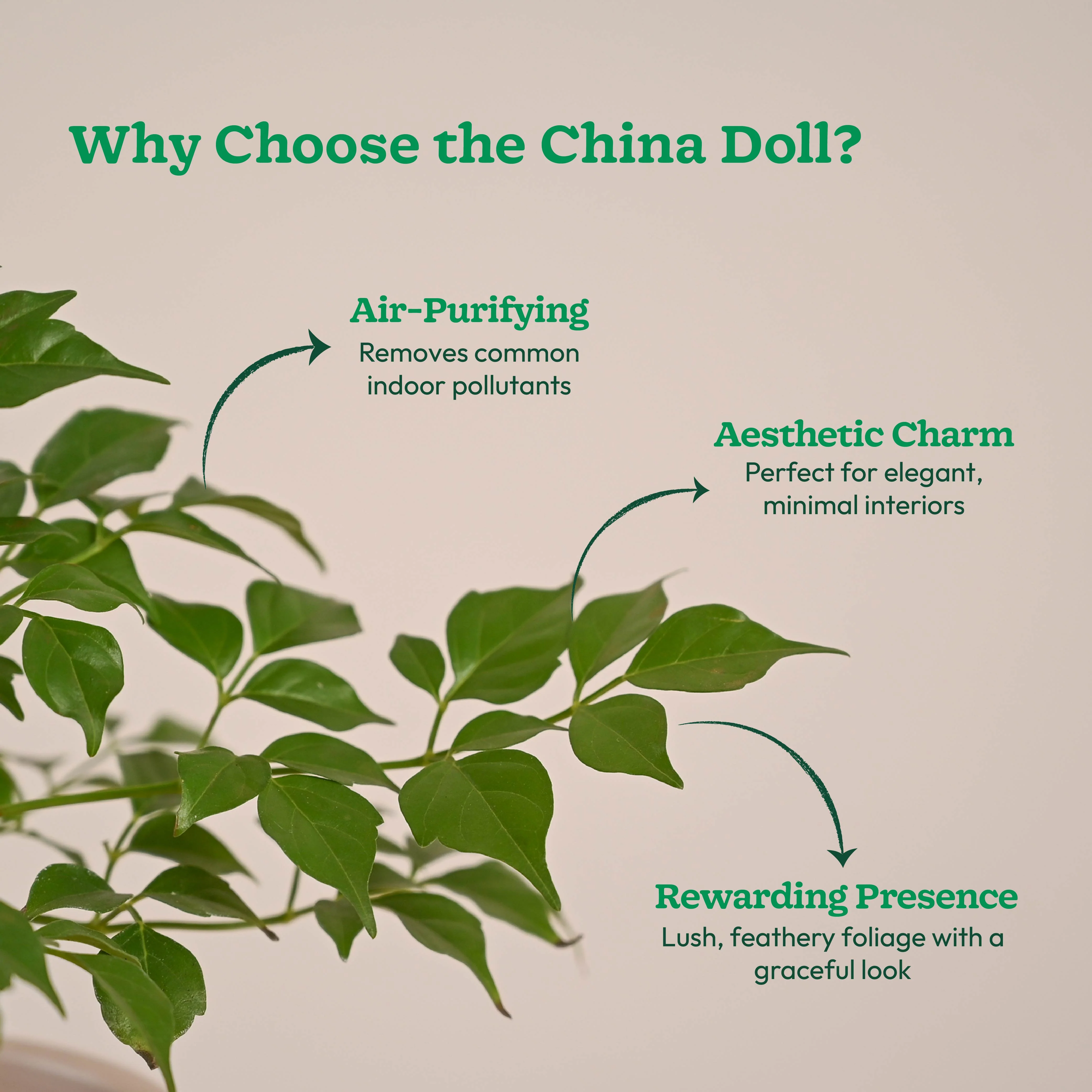 China Doll Plant (4 inch) - Image 17