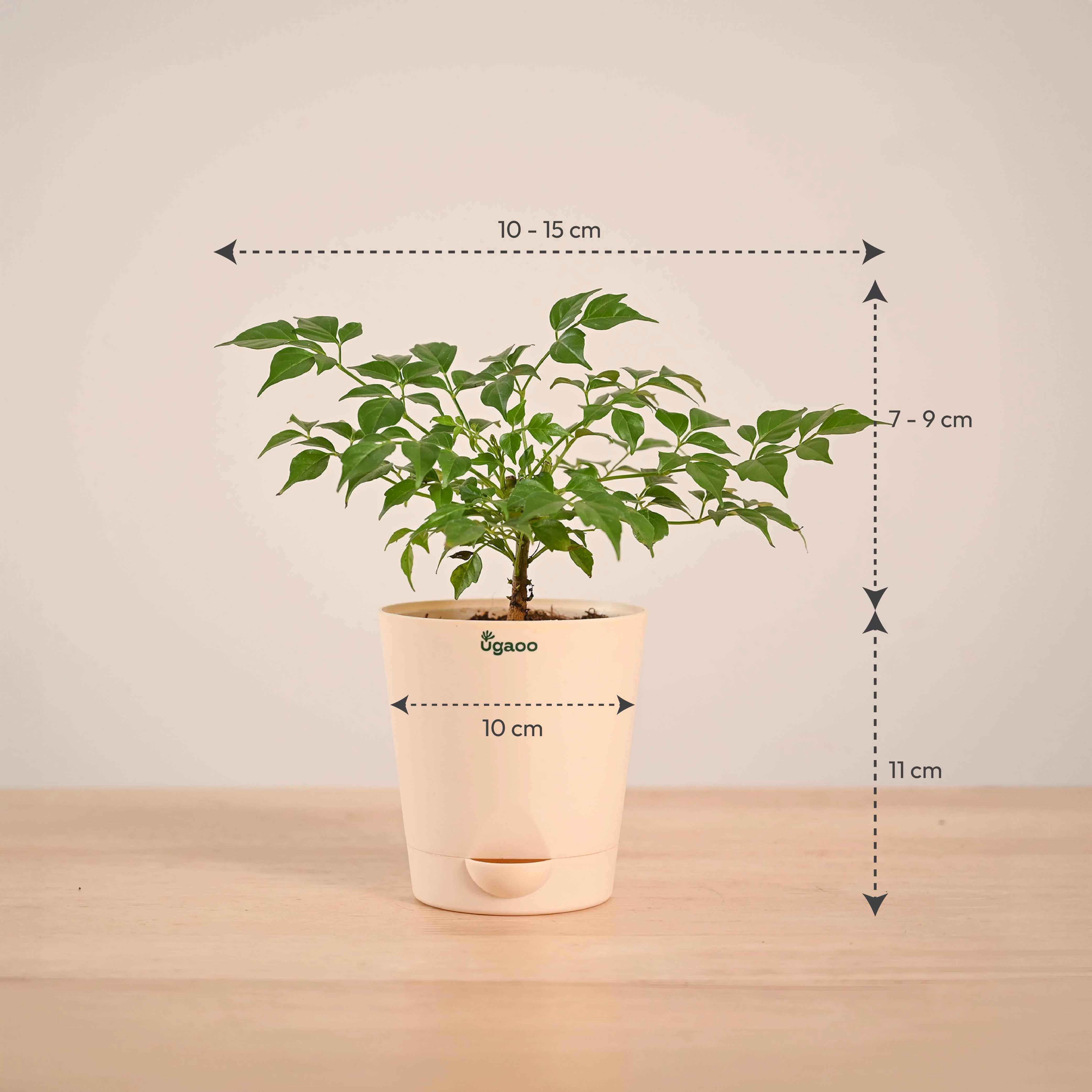 China Doll Plant (4 inch) - Image 31