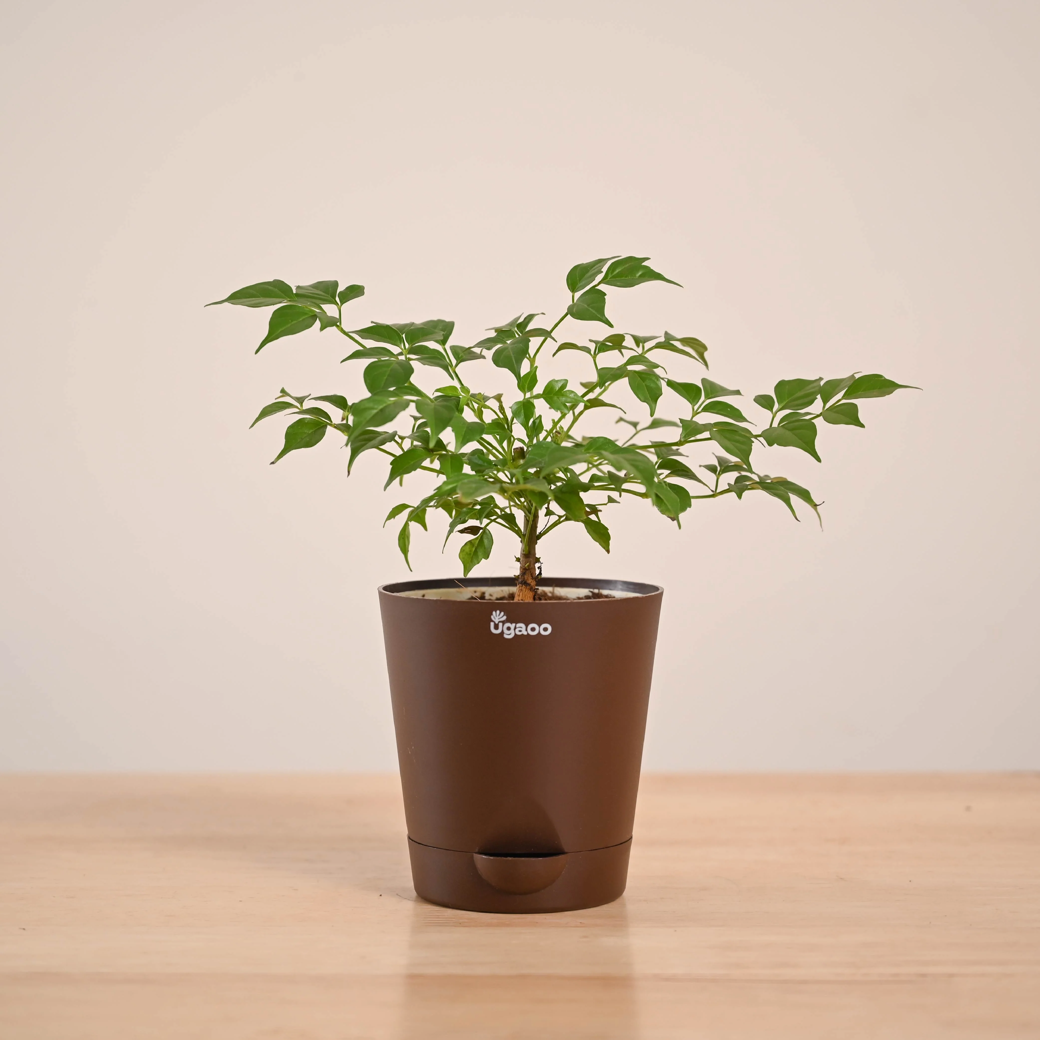 China Doll Plant (4 inch) - Image 32