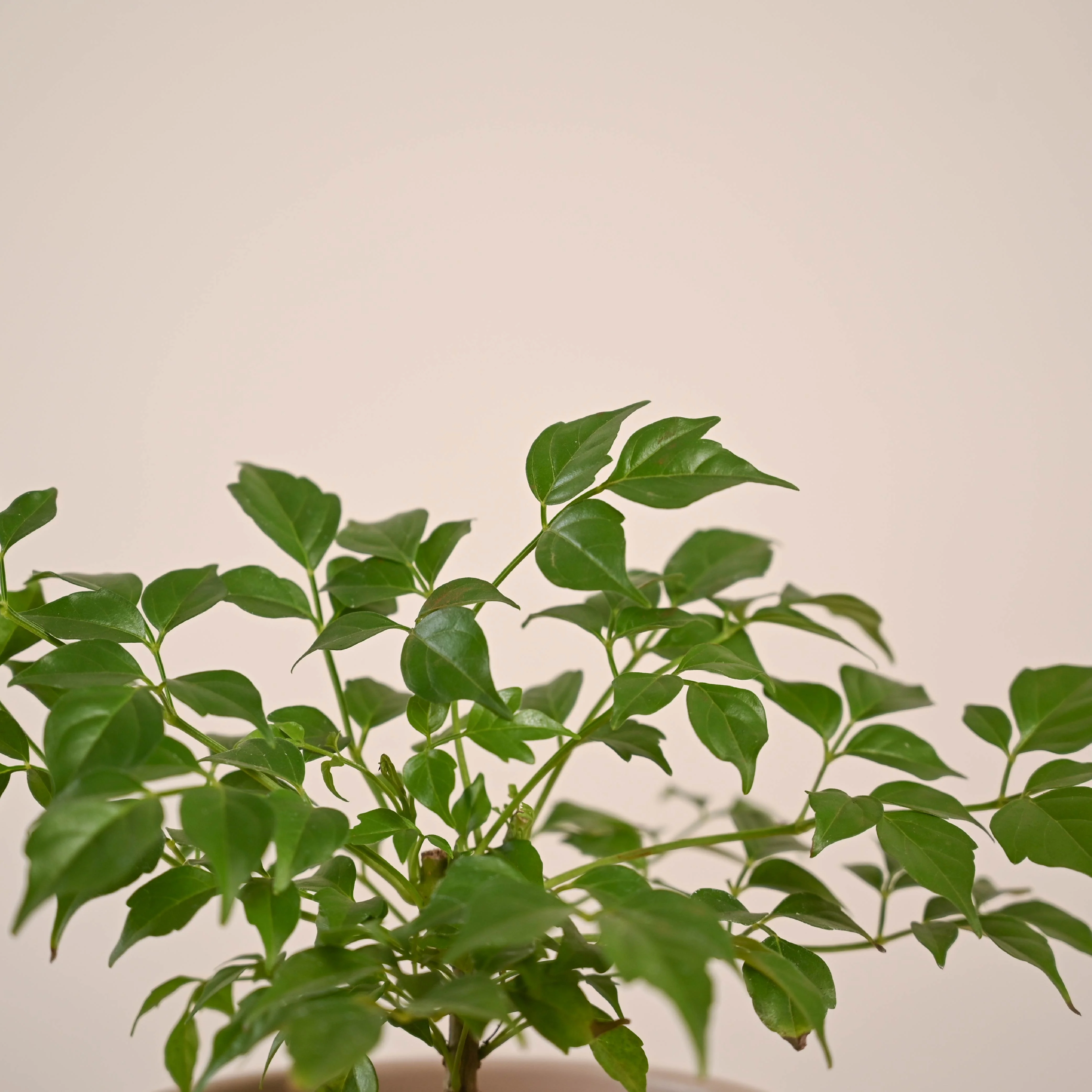 China Doll Plant (4 inch) - Image 41