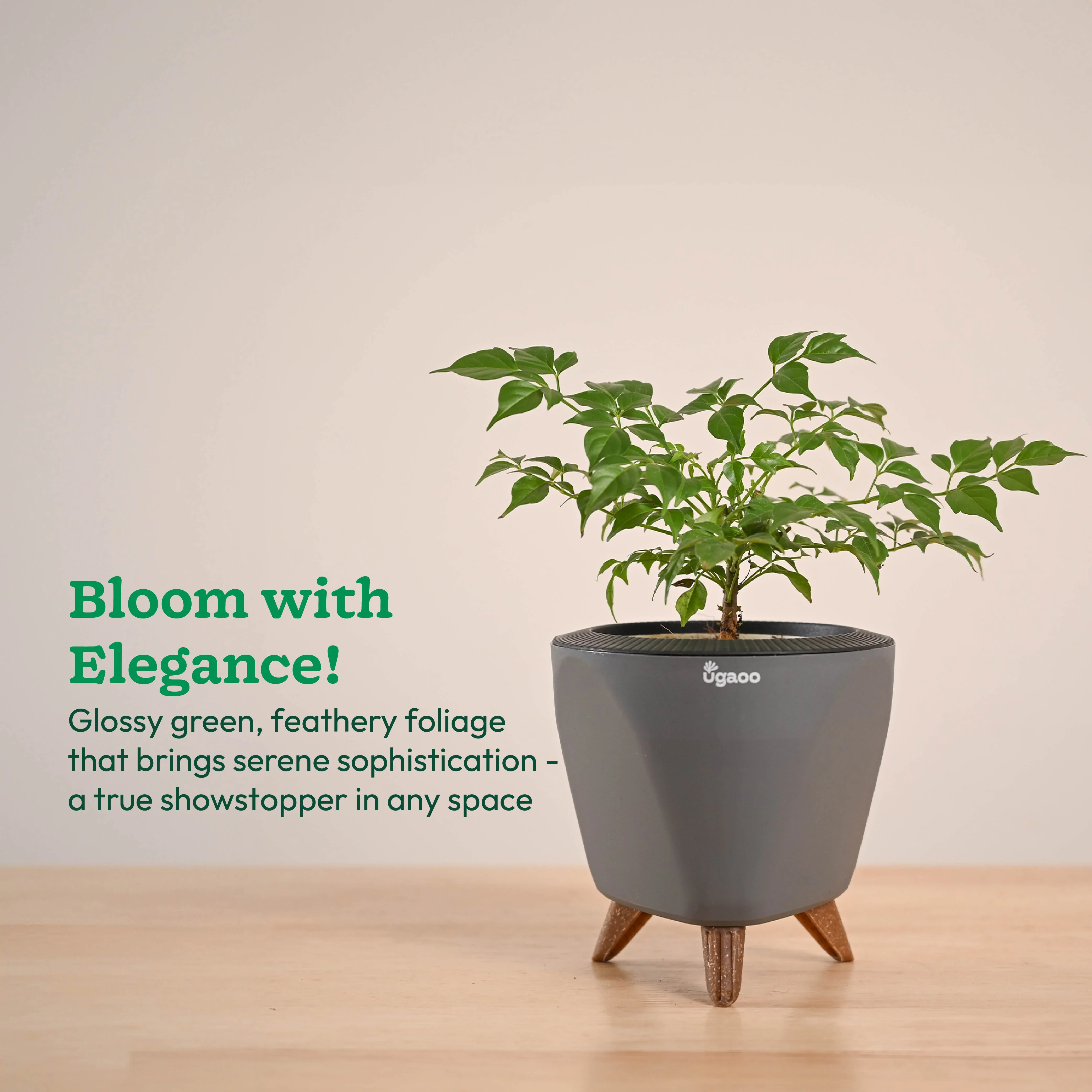 China Doll Plant (4 inch) - Image 50