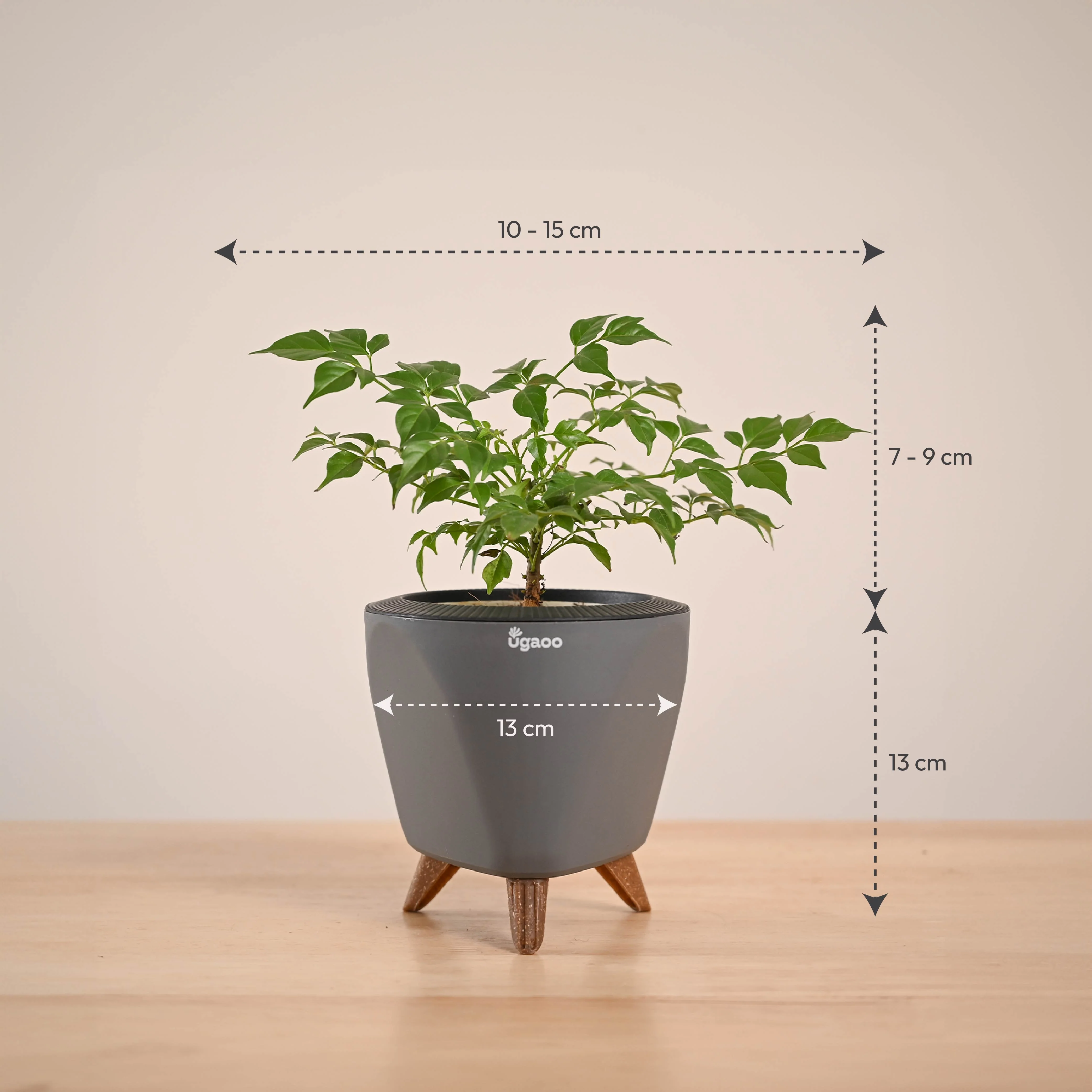 China Doll Plant (4 inch) - Image 54