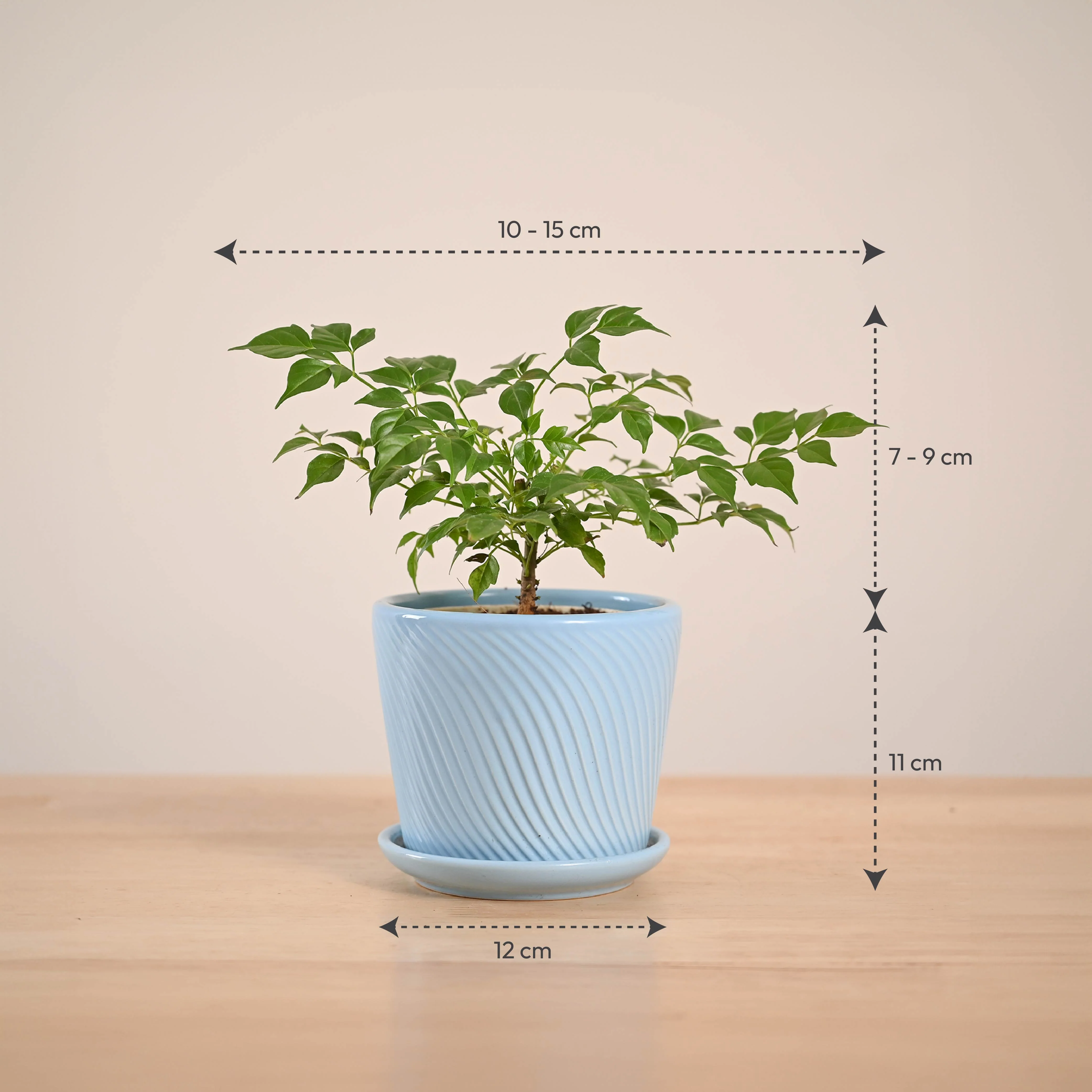 China Doll Plant (4 inch) - Image 65