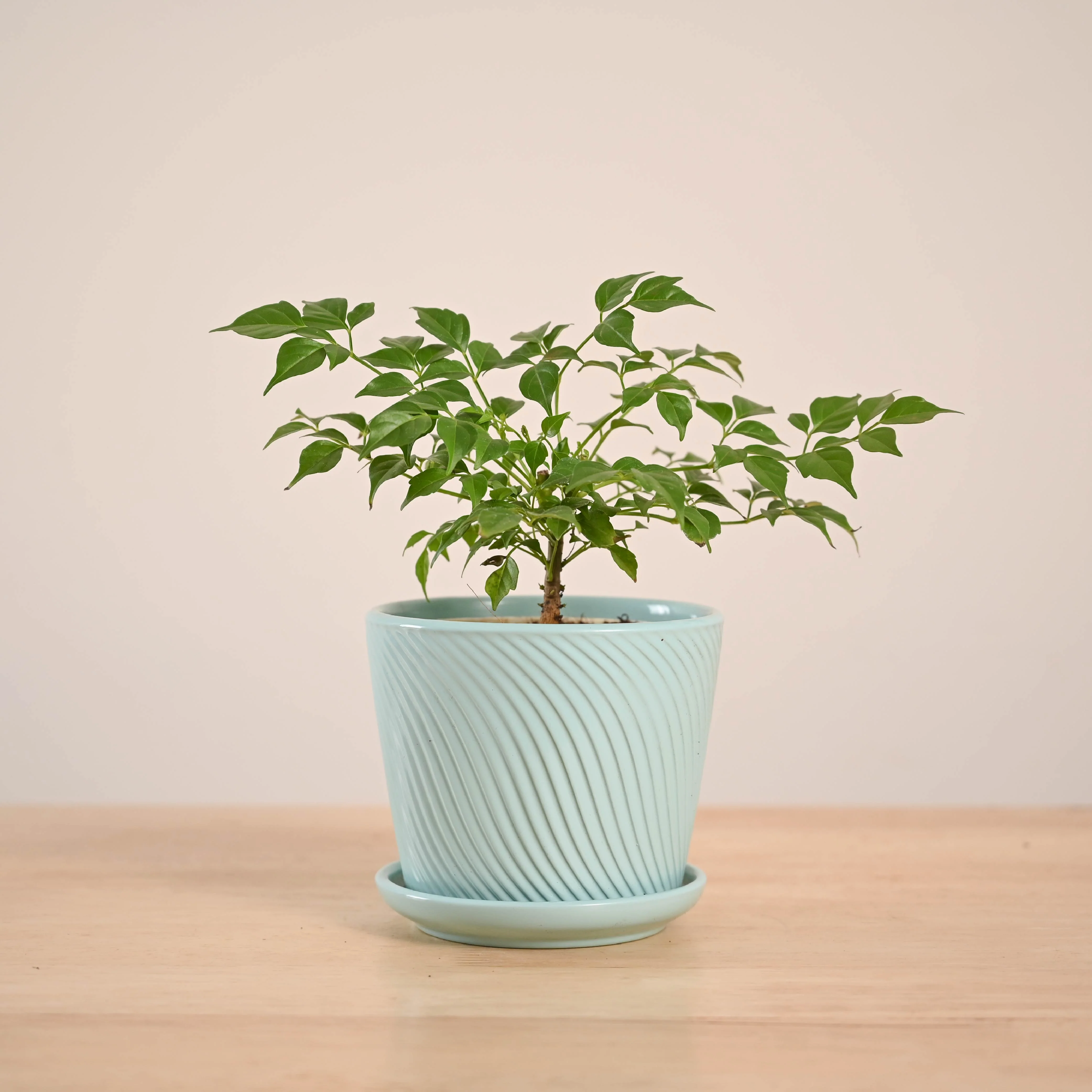 China Doll Plant (4 inch) - Image 66