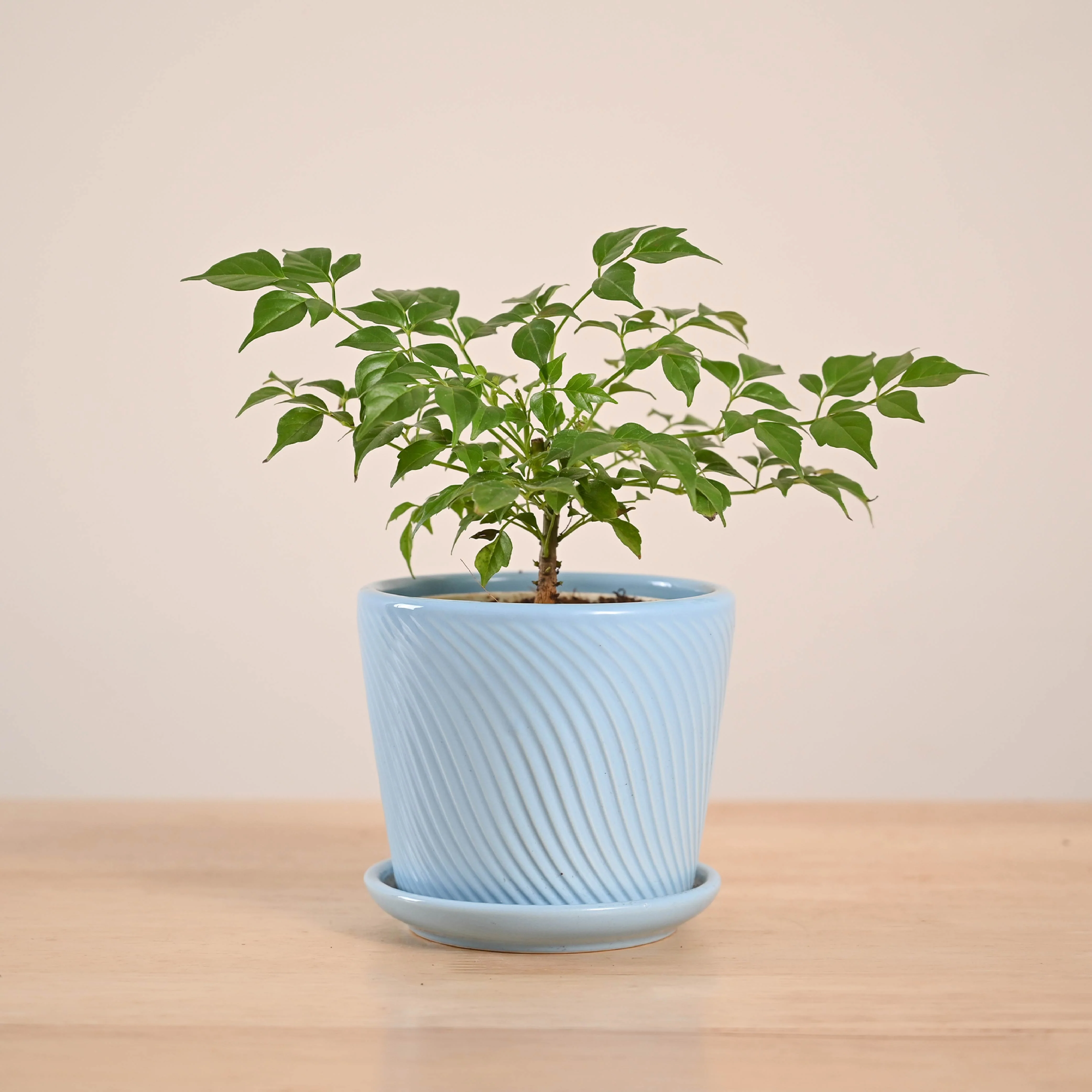 China Doll Plant (4 inch) - Image 71