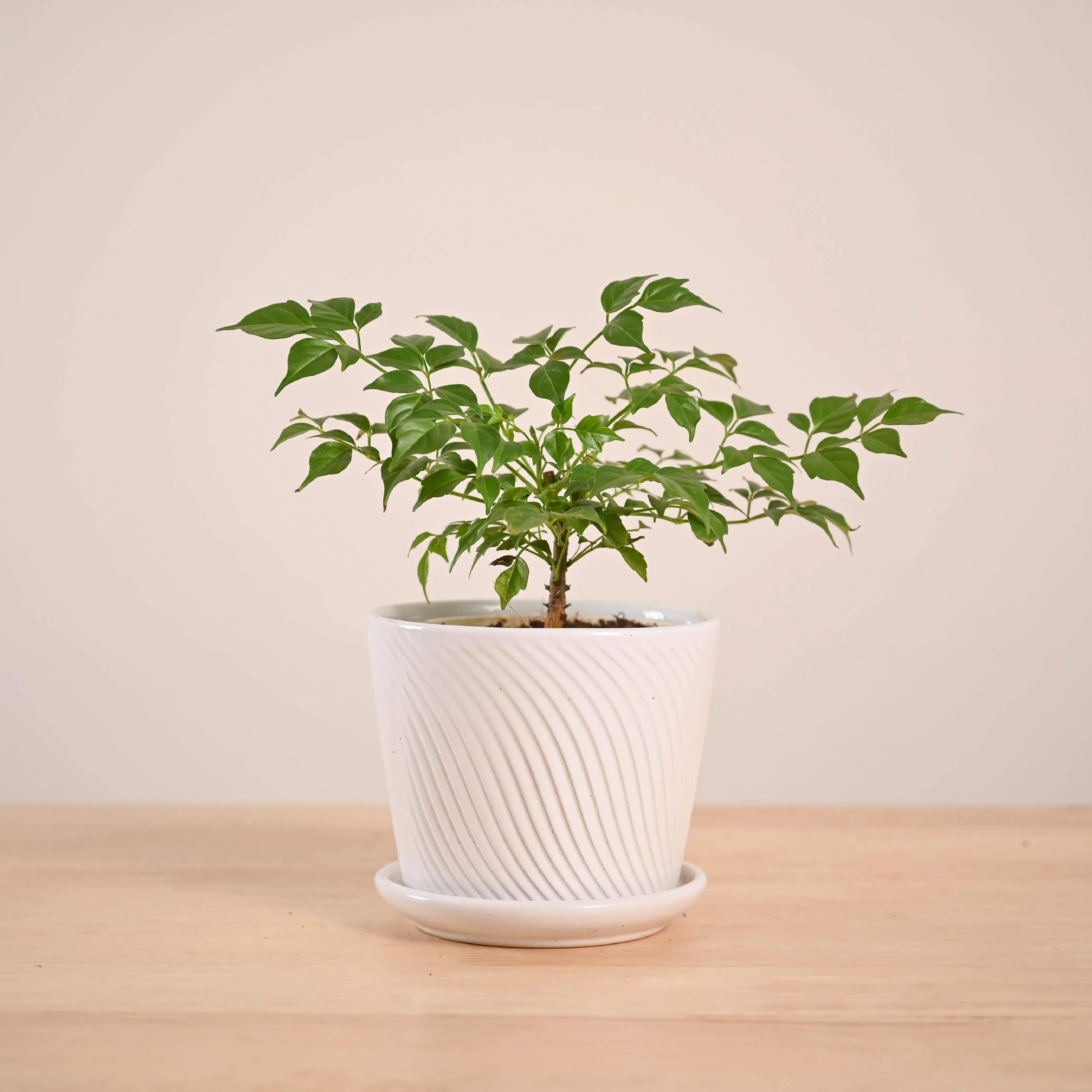 China Doll Plant (4 inch) - Image 76