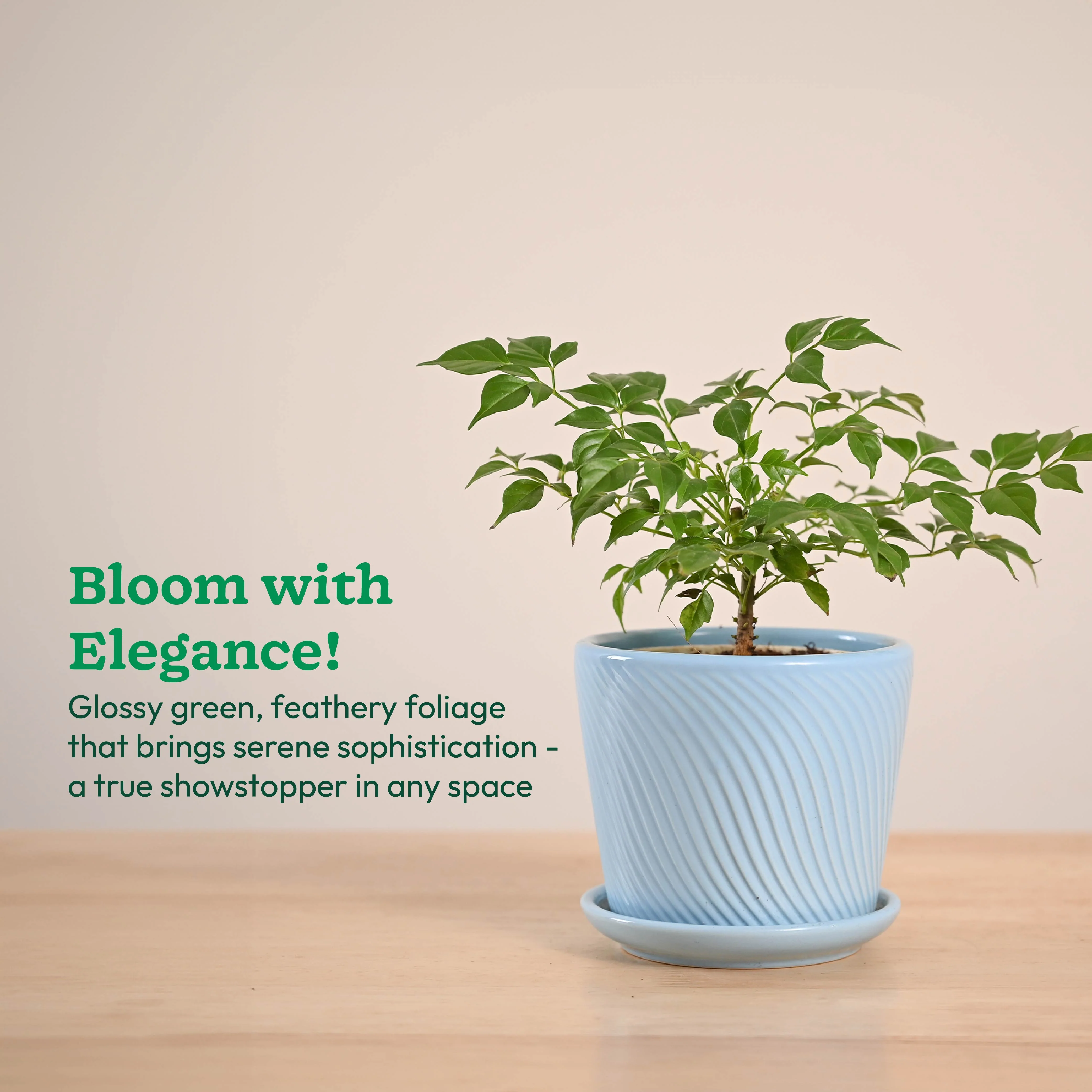 China Doll Plant (4 inch) - Image 77