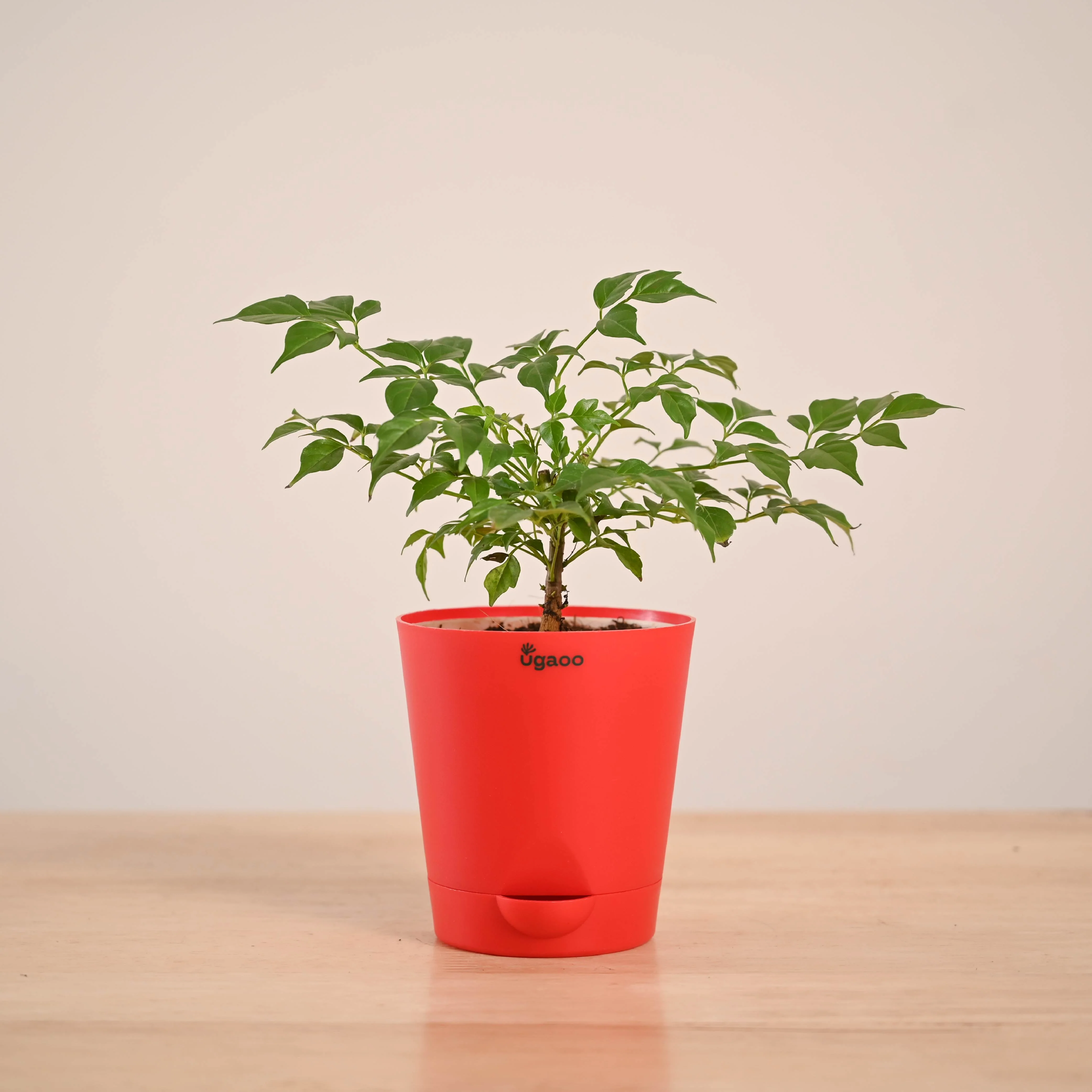 China Doll Plant (4 inch) - Image 8