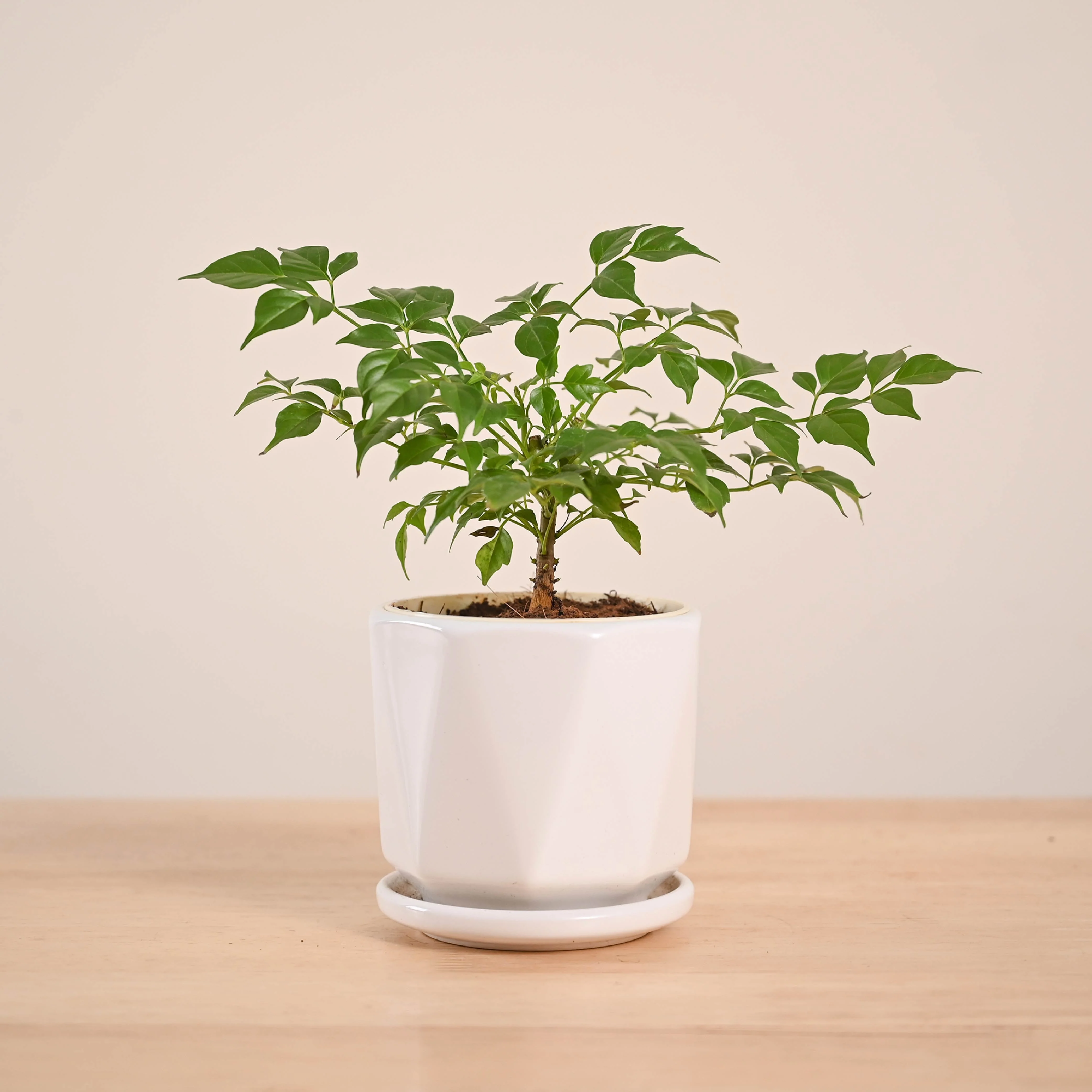 China Doll Plant (4 inch) - Image 86