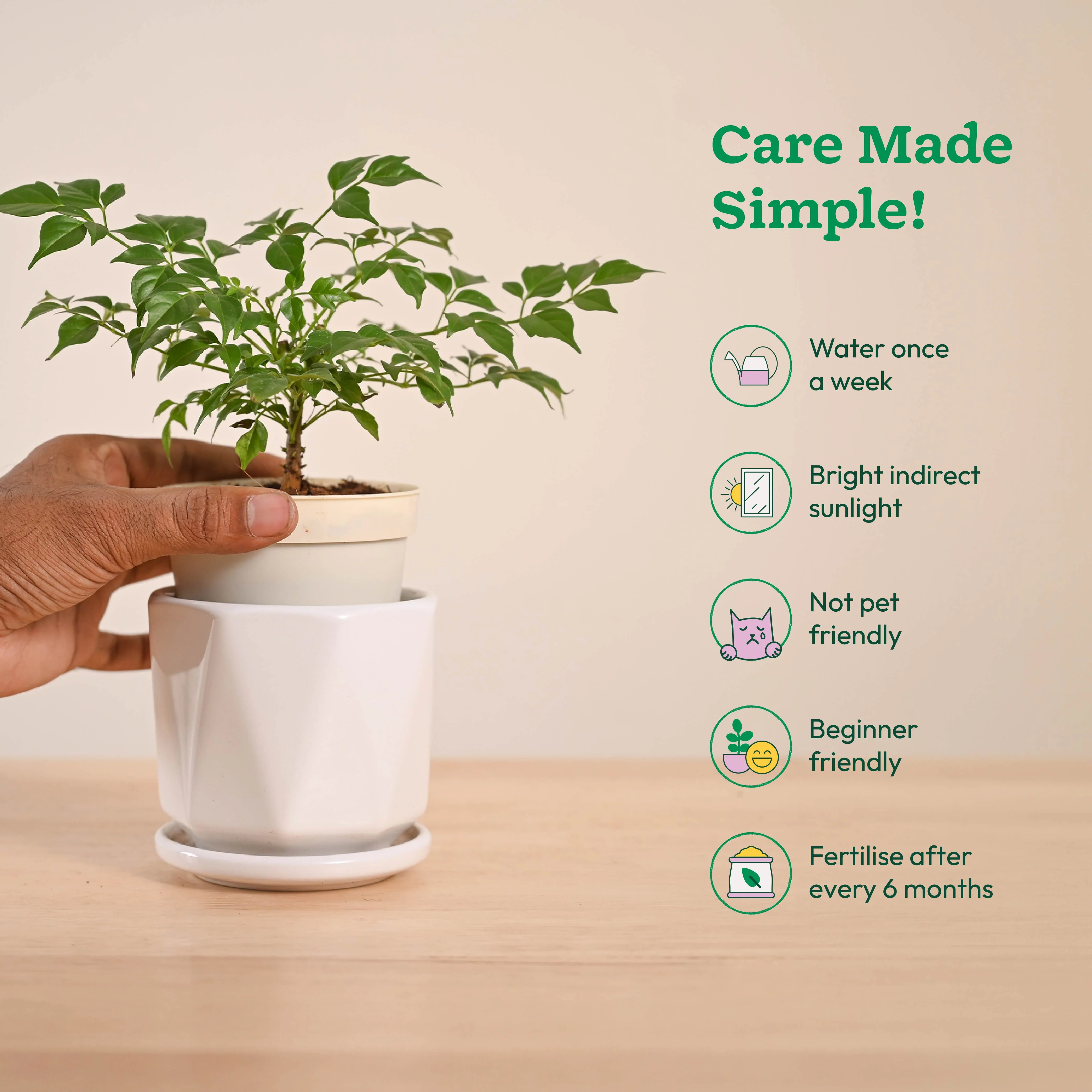 China Doll Plant (4 inch) - Image 88