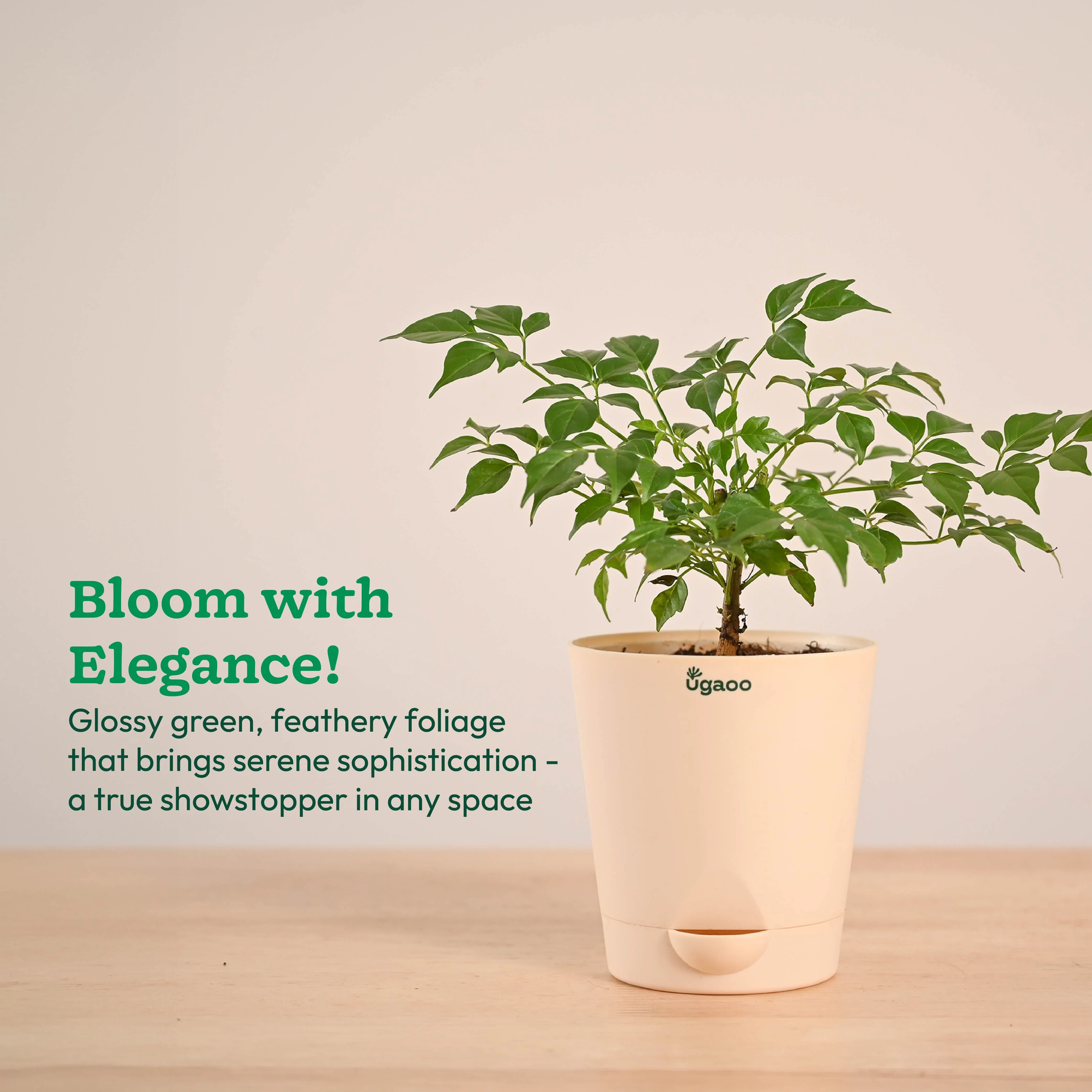 China Doll Plant (4 inch) - Image 9