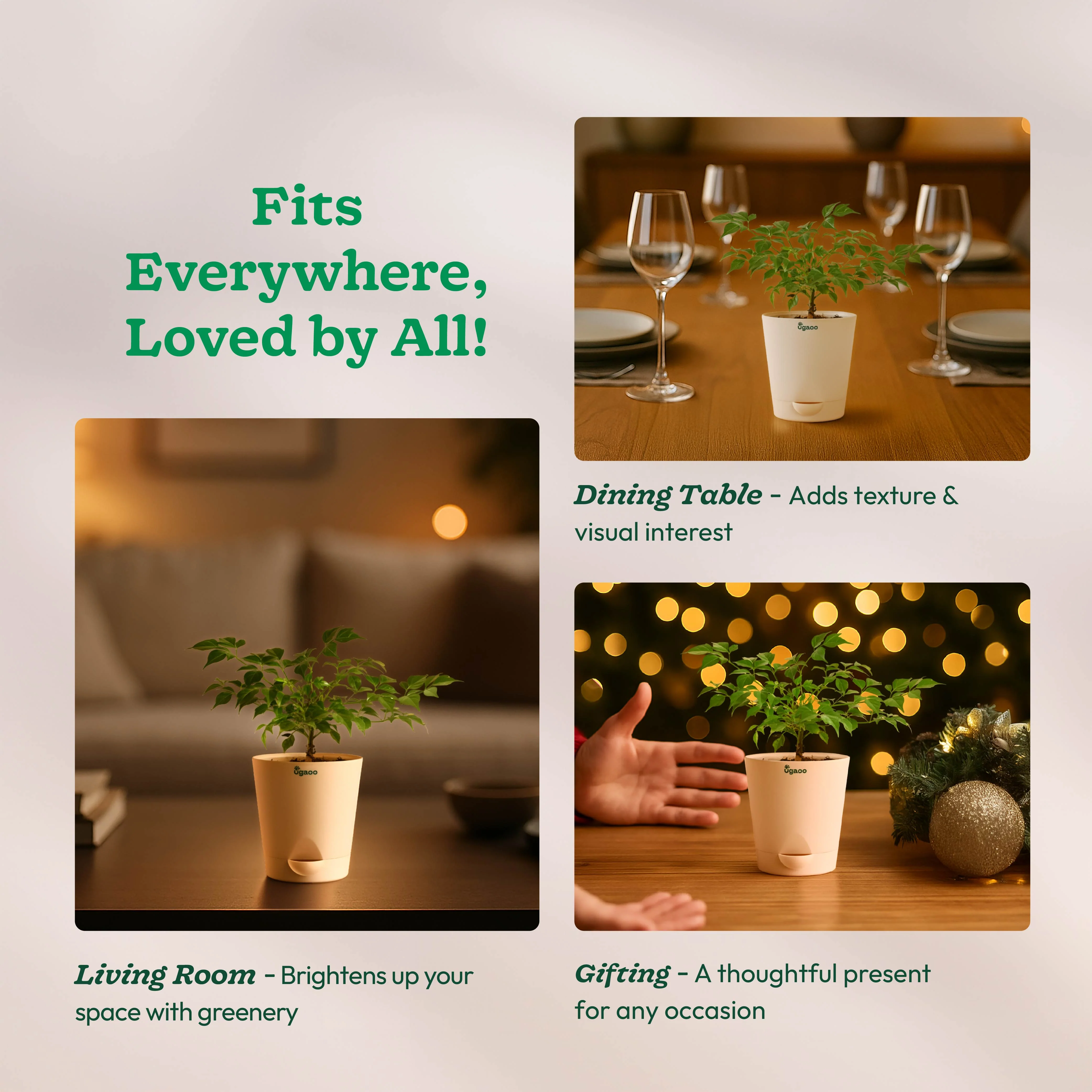 China Doll Plant (4 inch) - Image 90