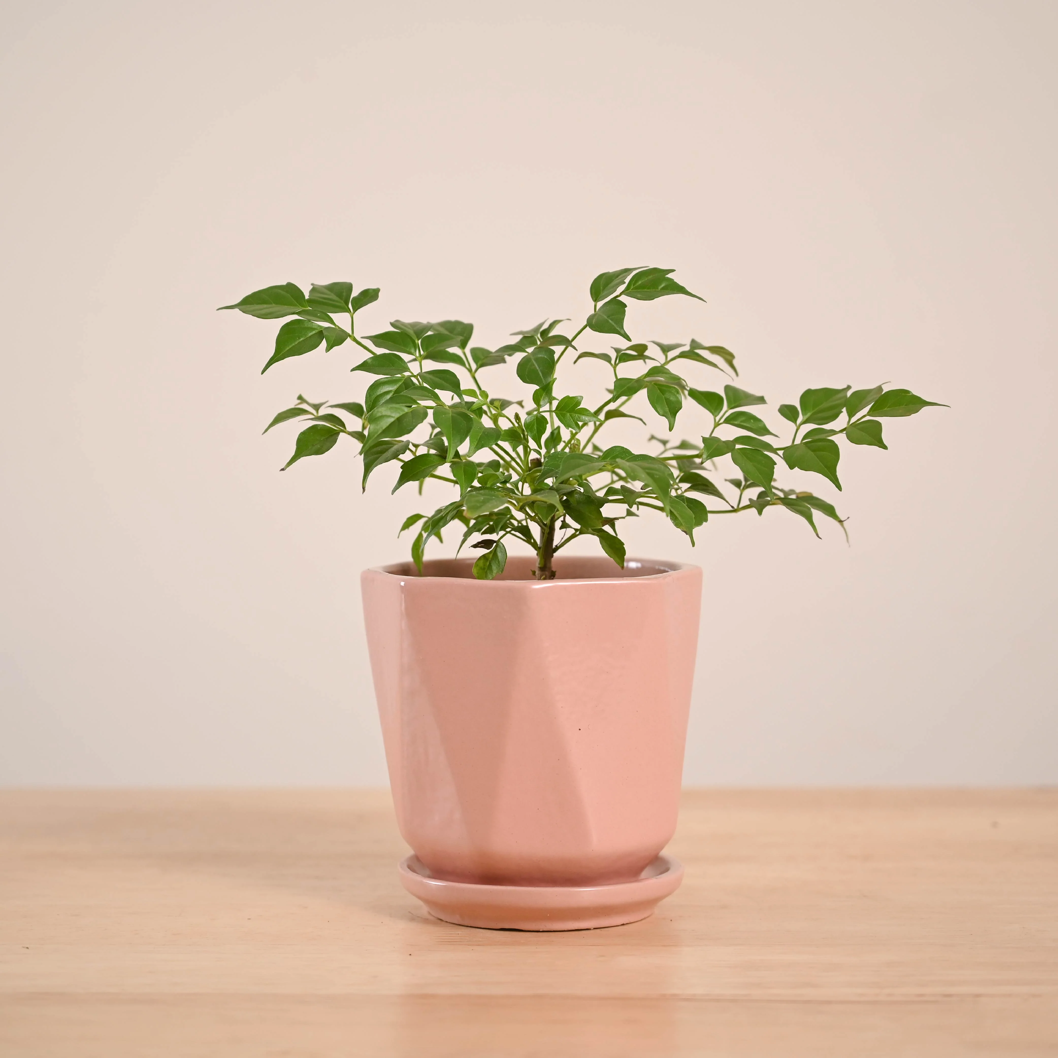 China Doll Plant (4 inch) - Image 92