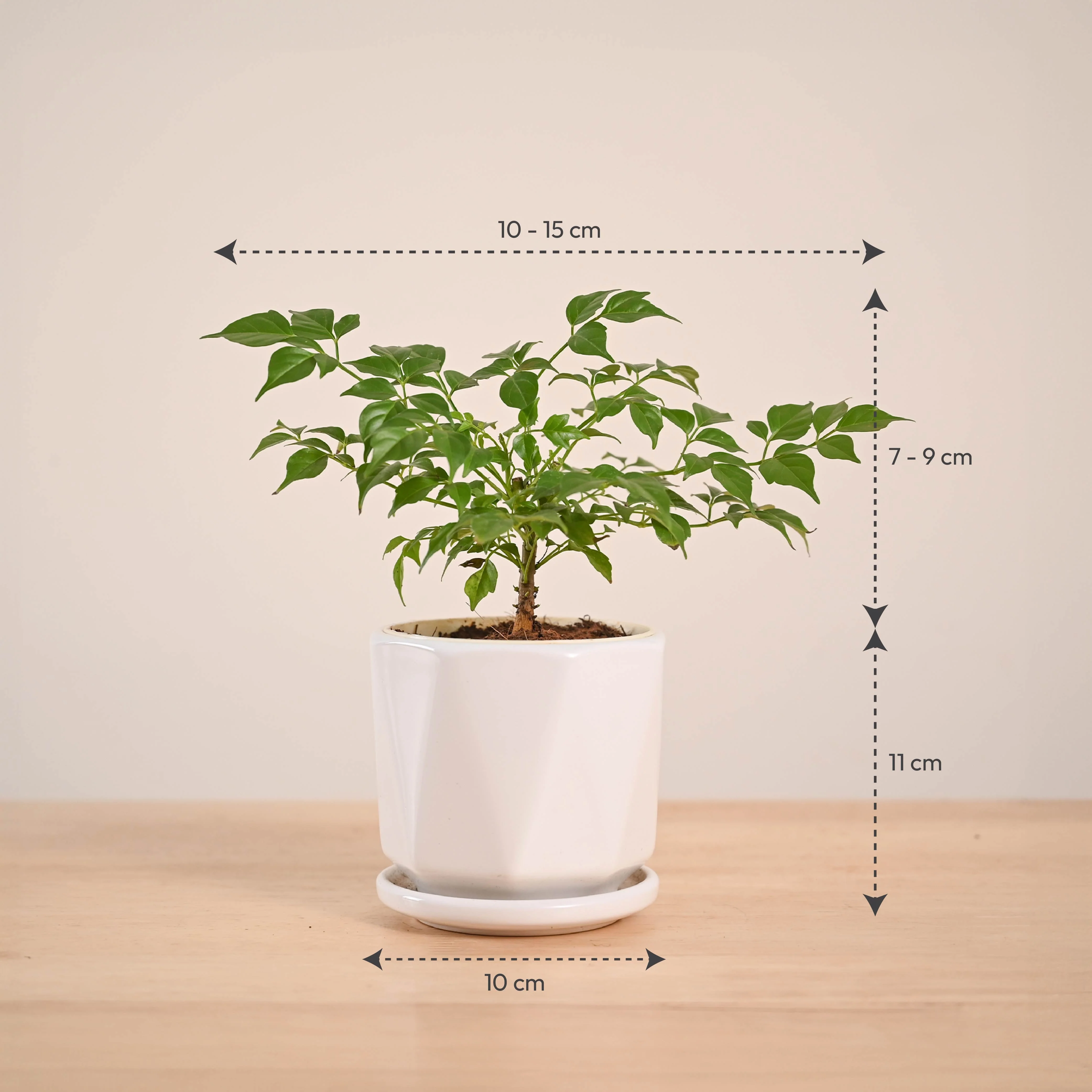 China Doll Plant (4 inch) - Image 97