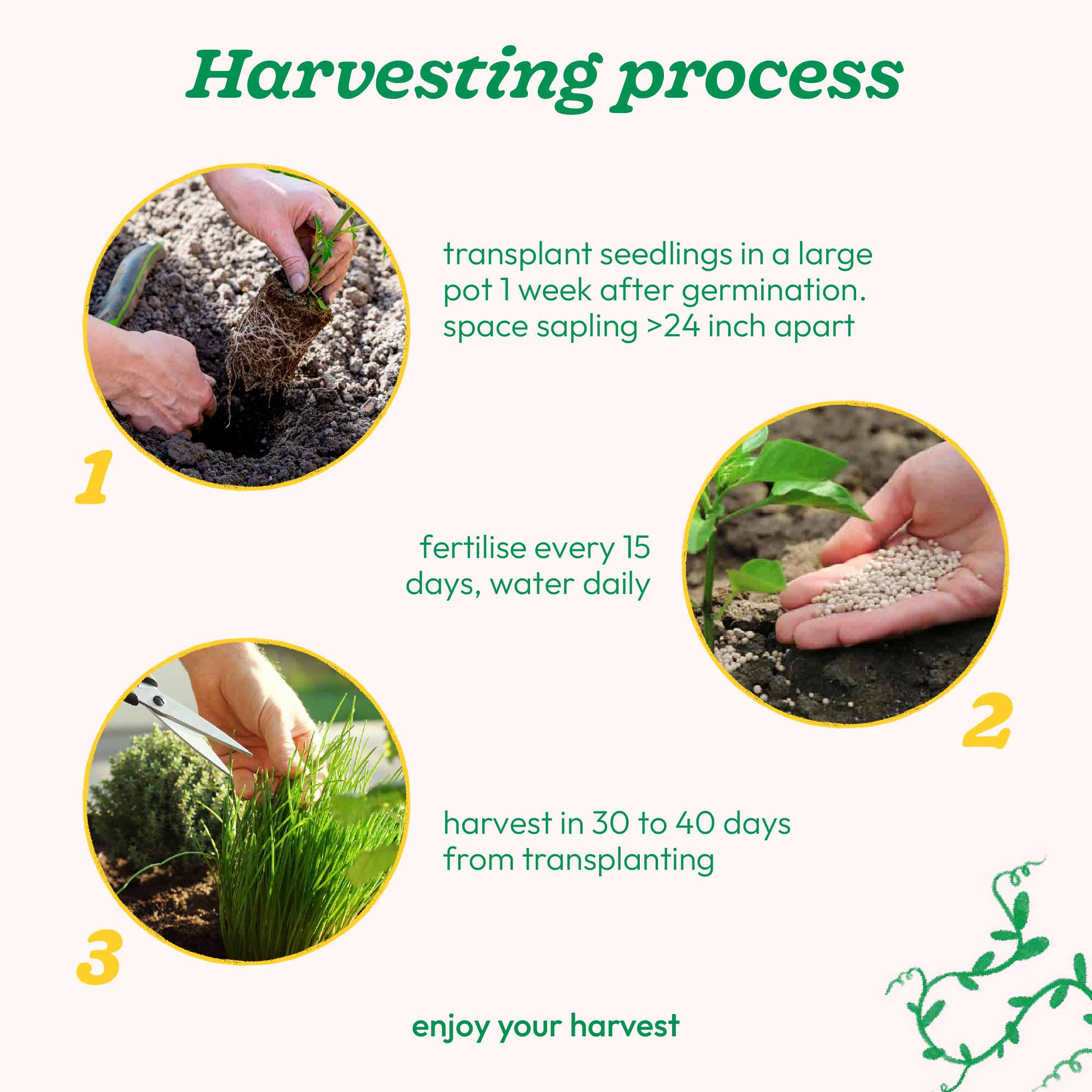 Chives Seeds - Image 5