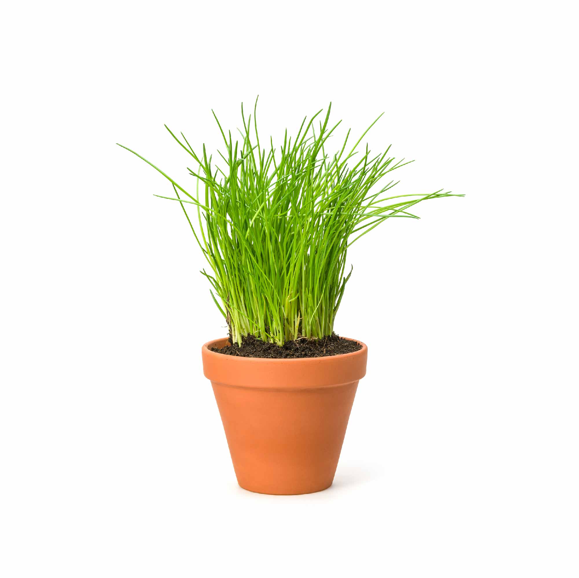 Chives Seeds - Image 9