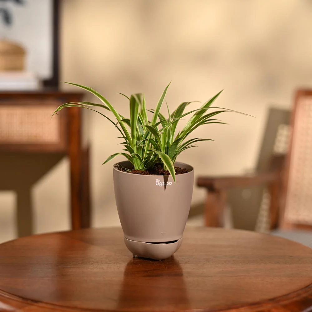 Chlorophytum Spider Plant - Image 101