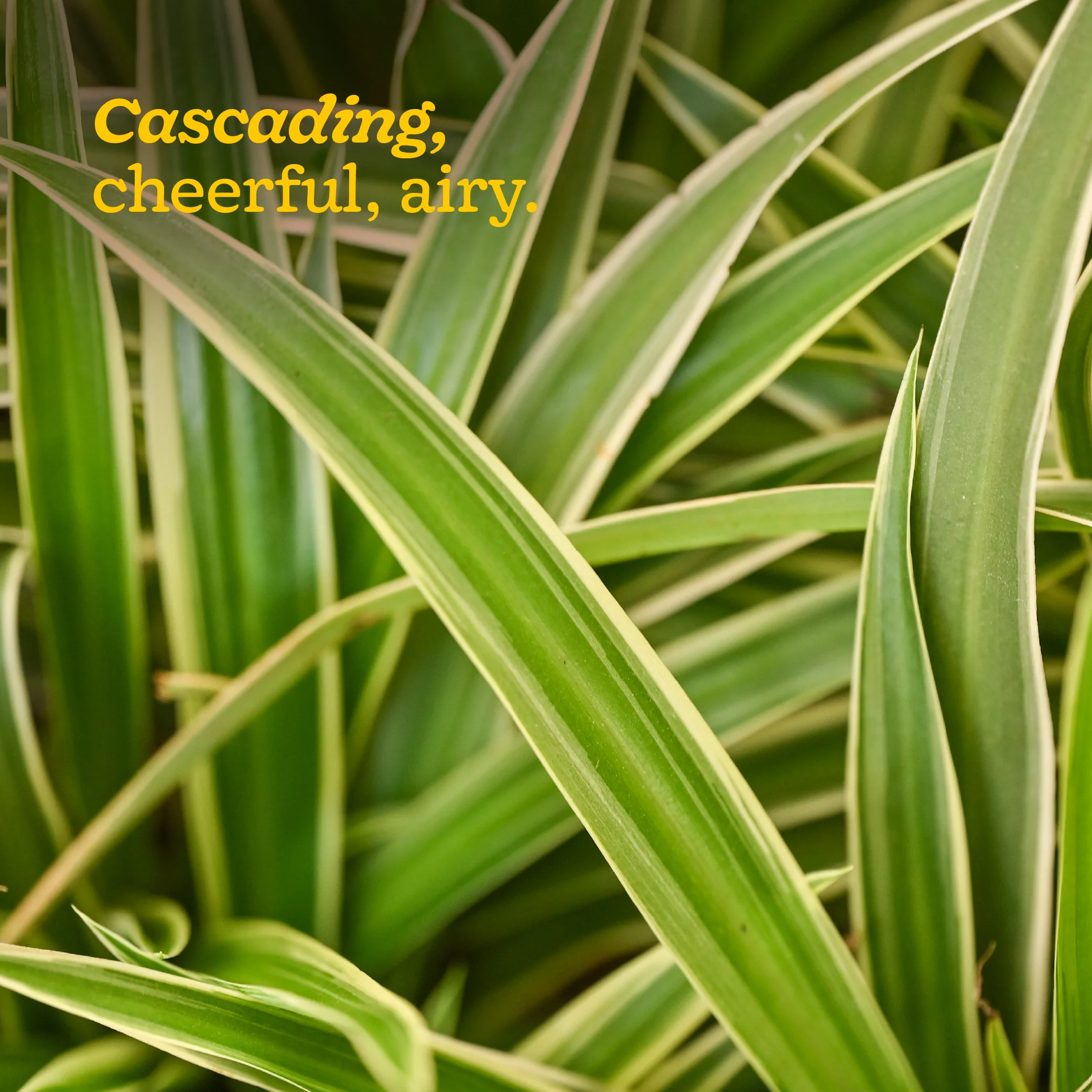 Chlorophytum Spider Plant - Image 103