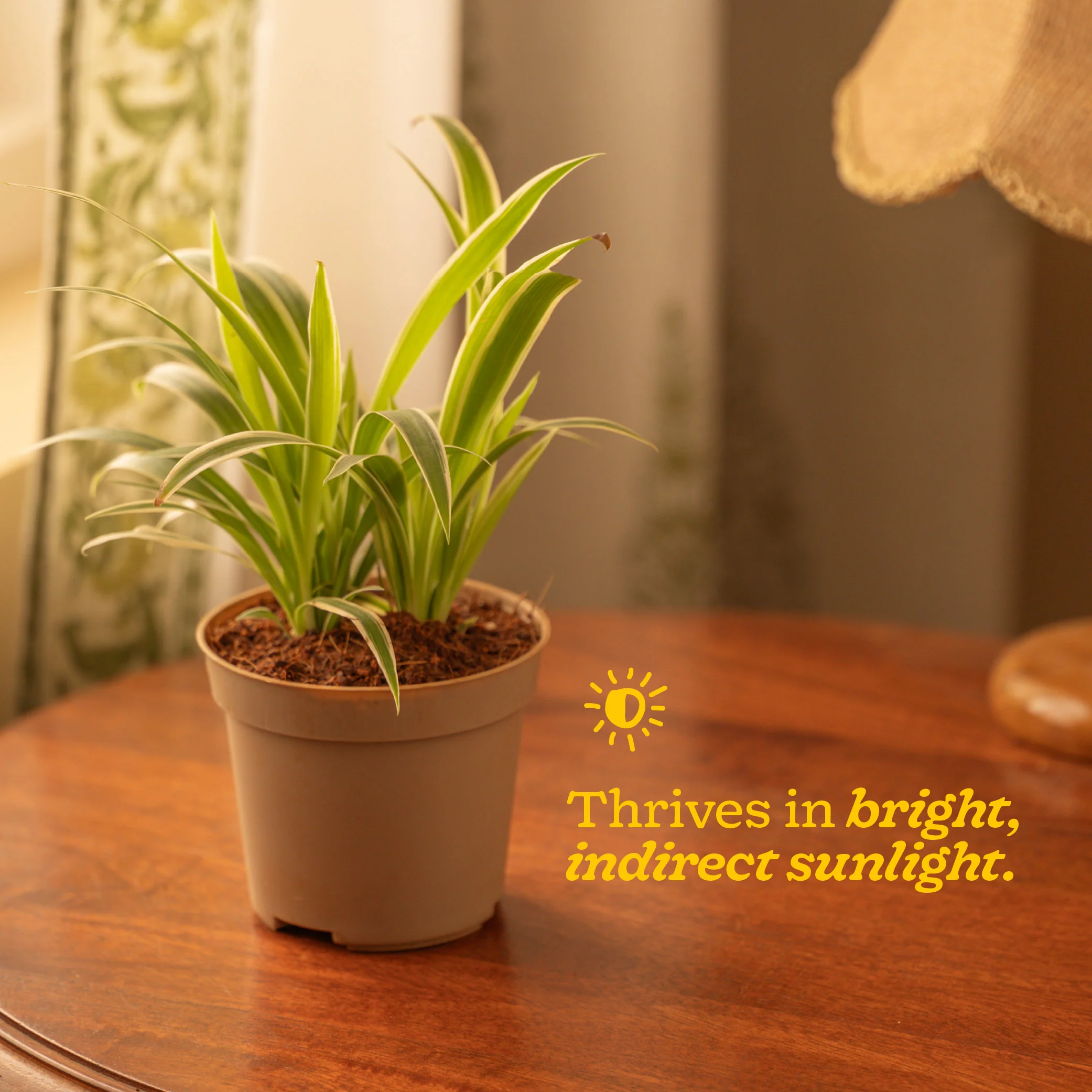Chlorophytum Spider Plant - Image 106