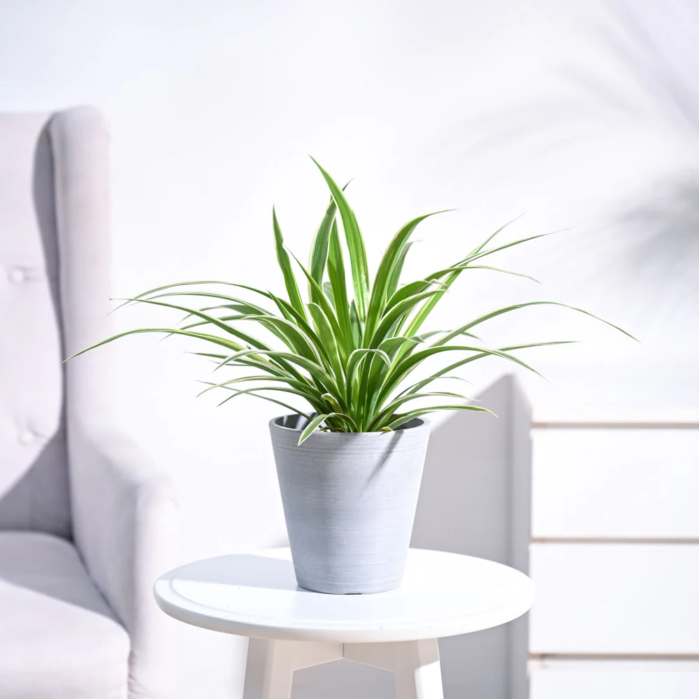 Chlorophytum Spider Plant - Image 32