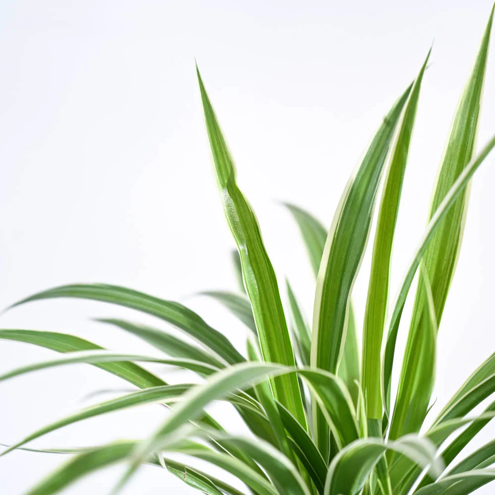 Chlorophytum Spider Plant - Image 33