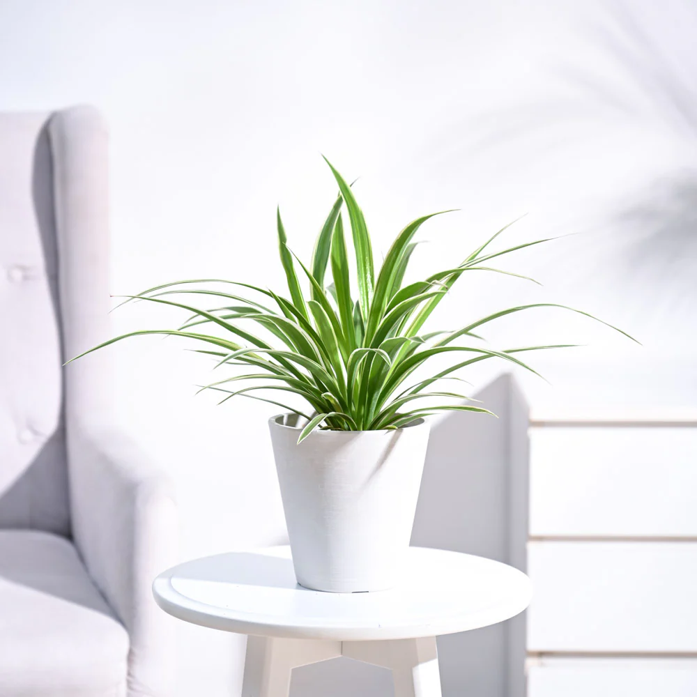 Chlorophytum Spider Plant - Image 36