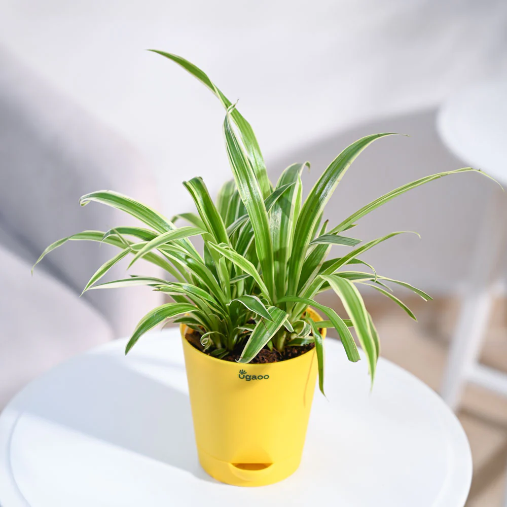 Chlorophytum Spider Plant - Image 4