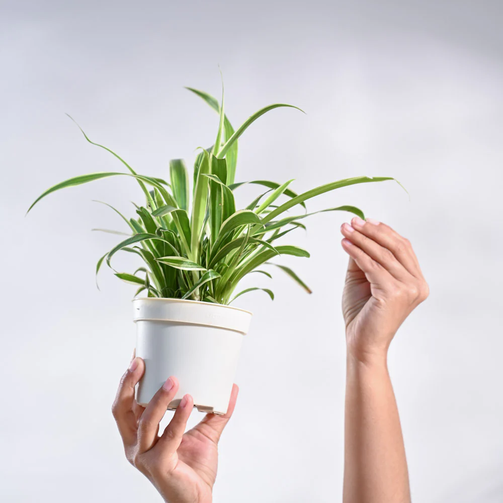 Chlorophytum Spider Plant - Image 5