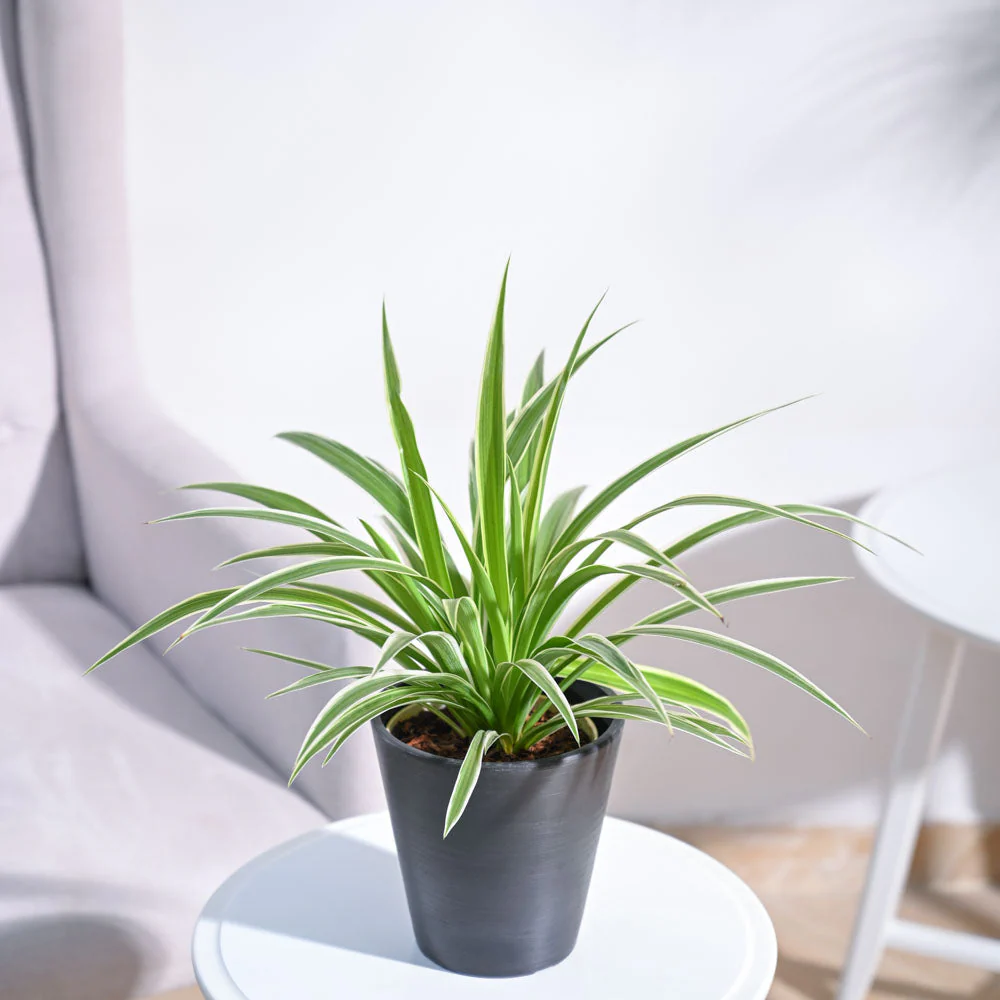 Chlorophytum Spider Plant - Image 50