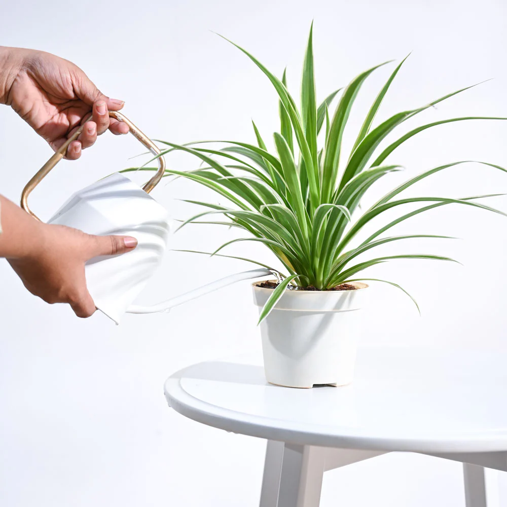 Chlorophytum Spider Plant - Image 55