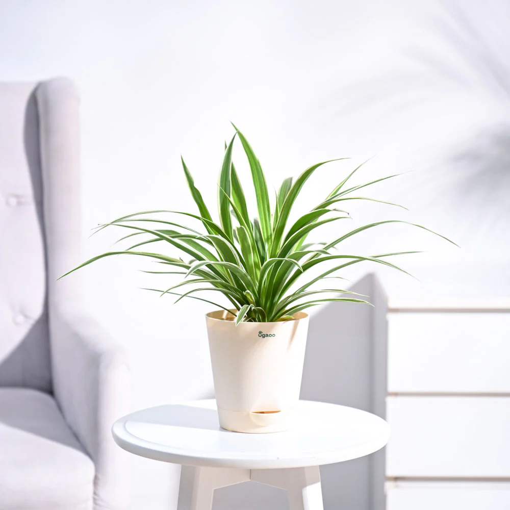 Chlorophytum Spider Plant - Image 62