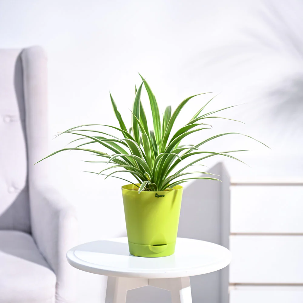 Chlorophytum Spider Plant - Image 64