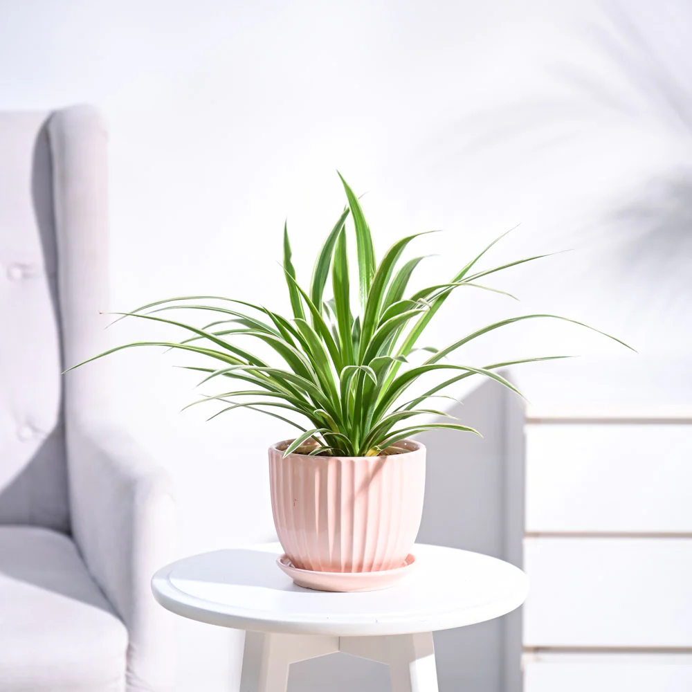 Chlorophytum Spider Plant - Image 65