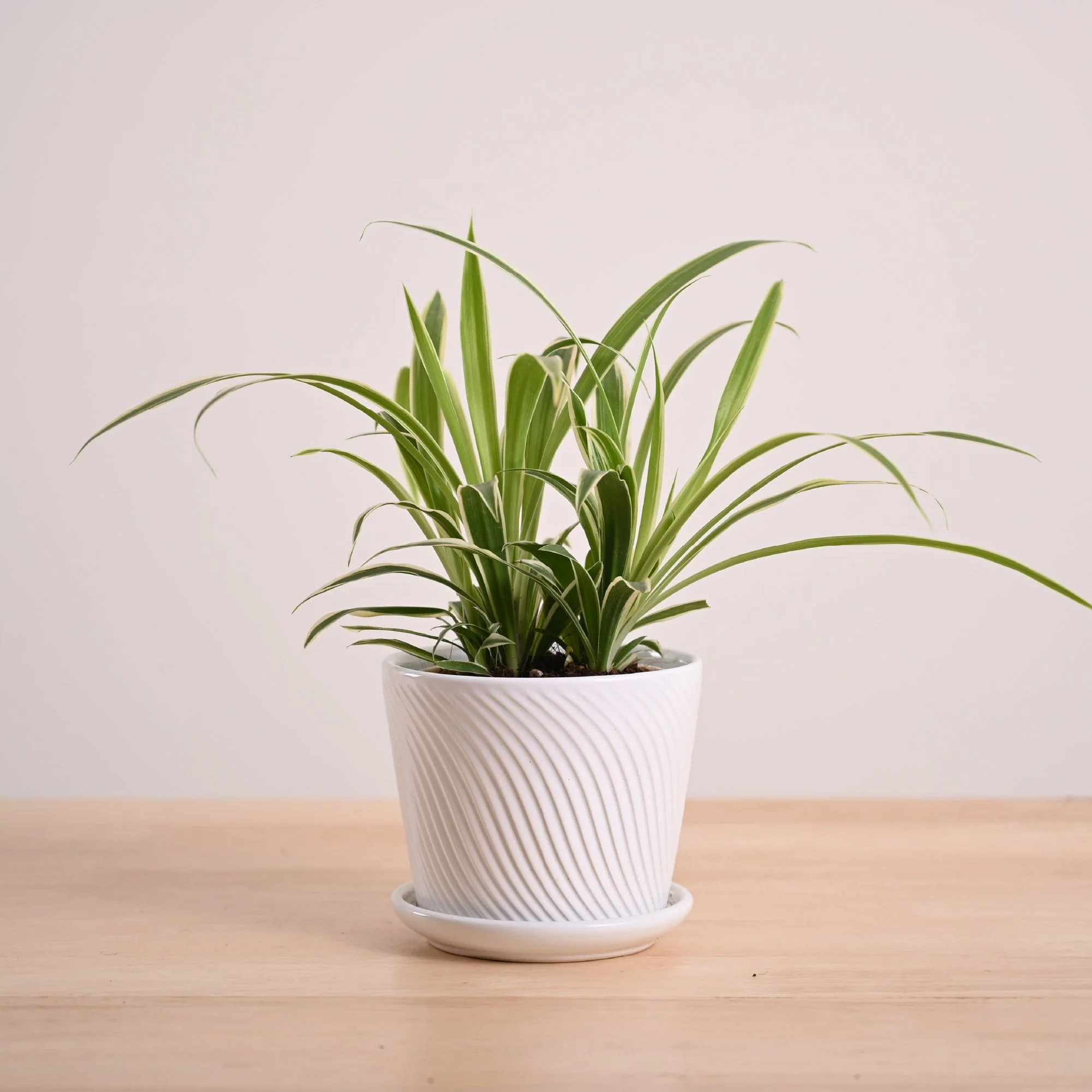 Chlorophytum Spider Plant - Image 69